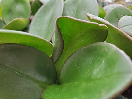 Red Edge Peperomia - Image 3