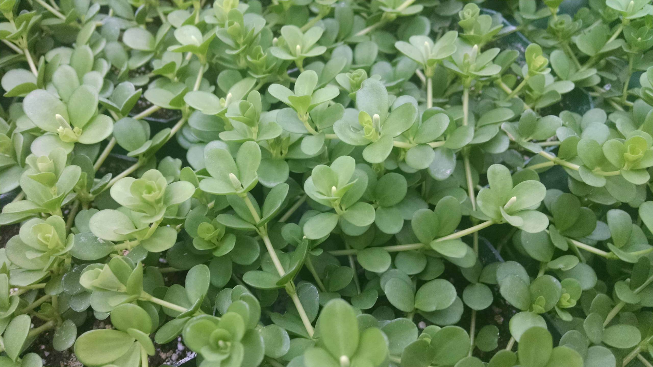 Peperomia deppeana - Image 2