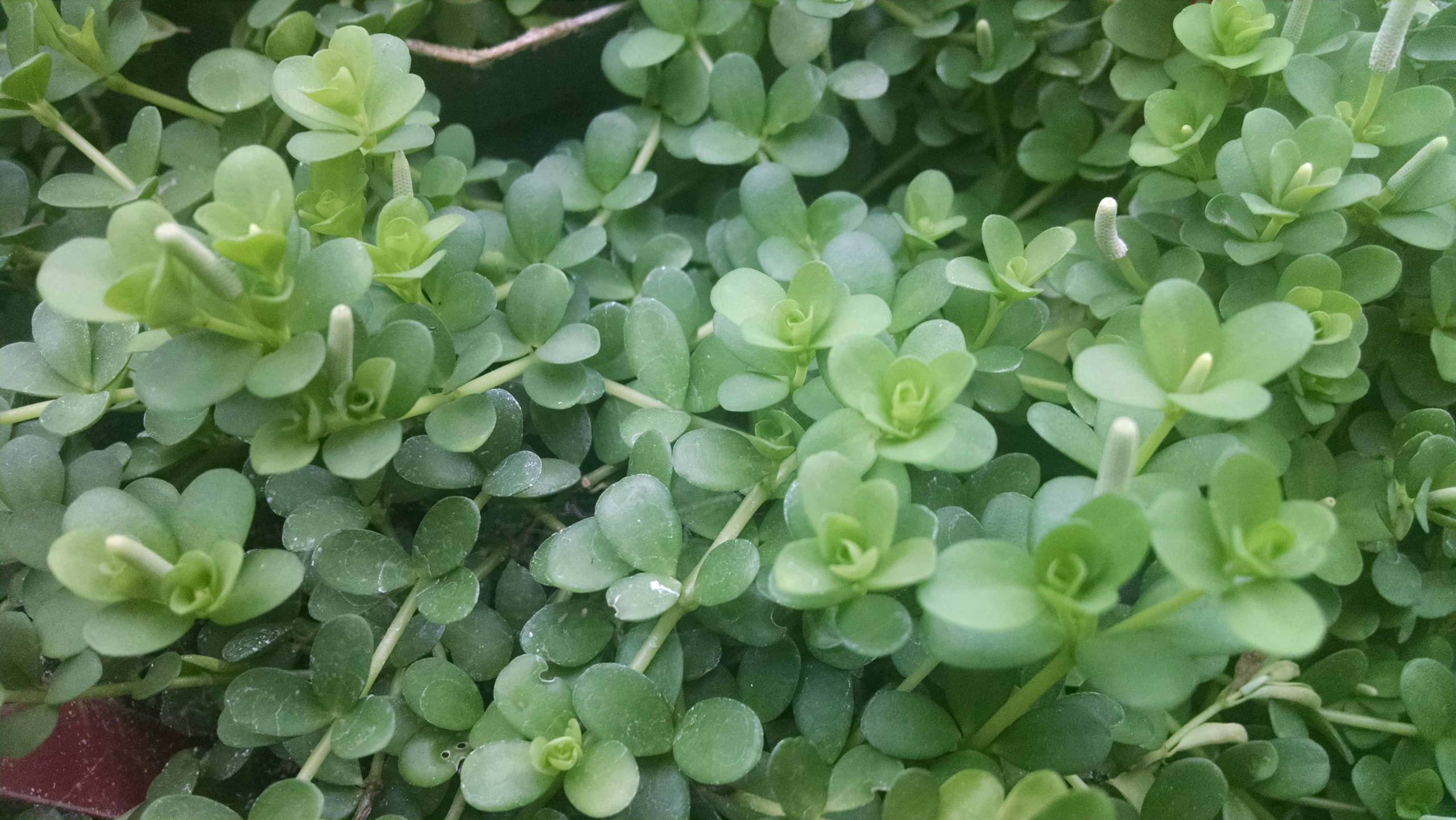 Peperomia deppeana - Image 3