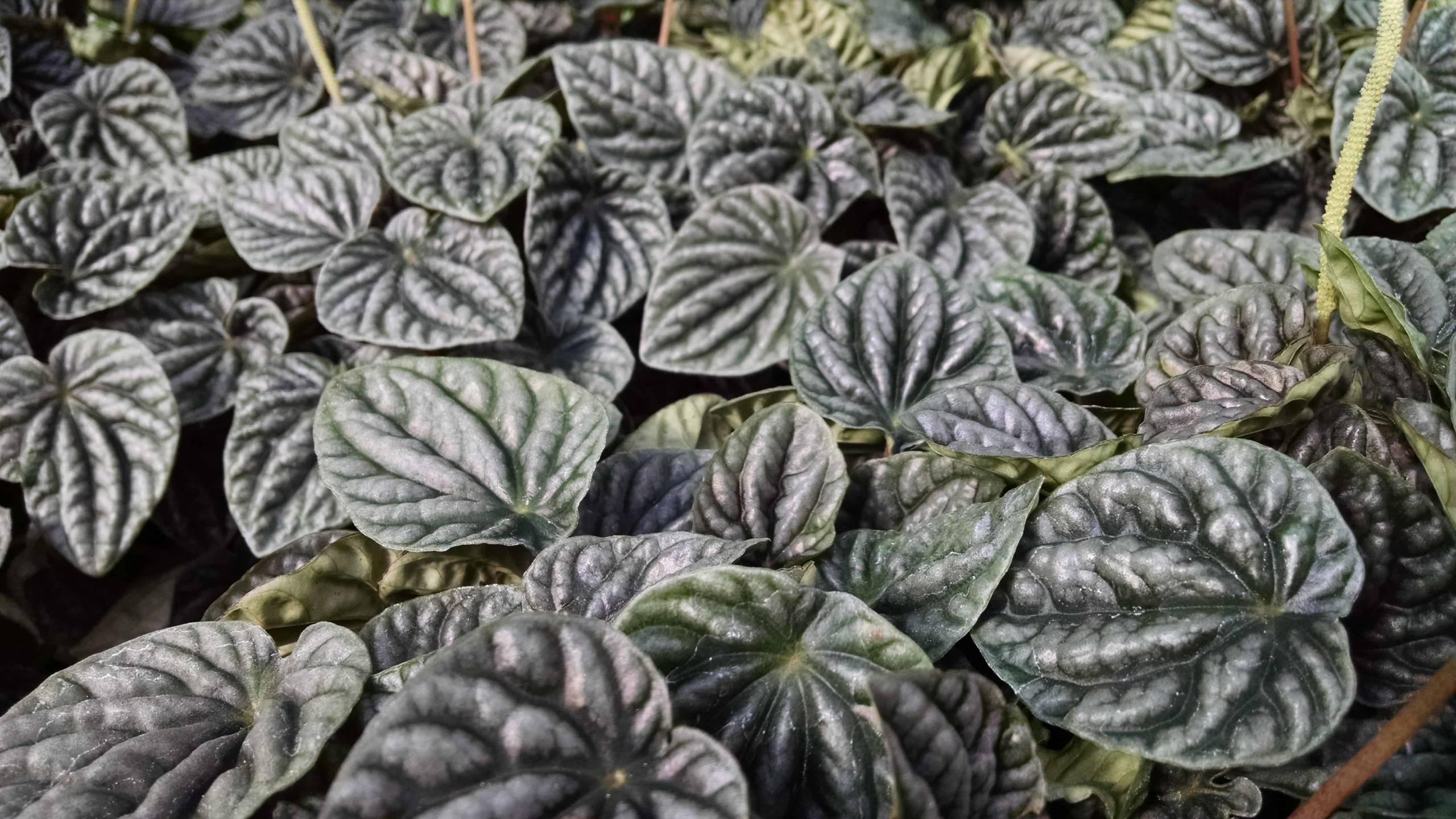 Silver Ripple Peperomia - Image 3