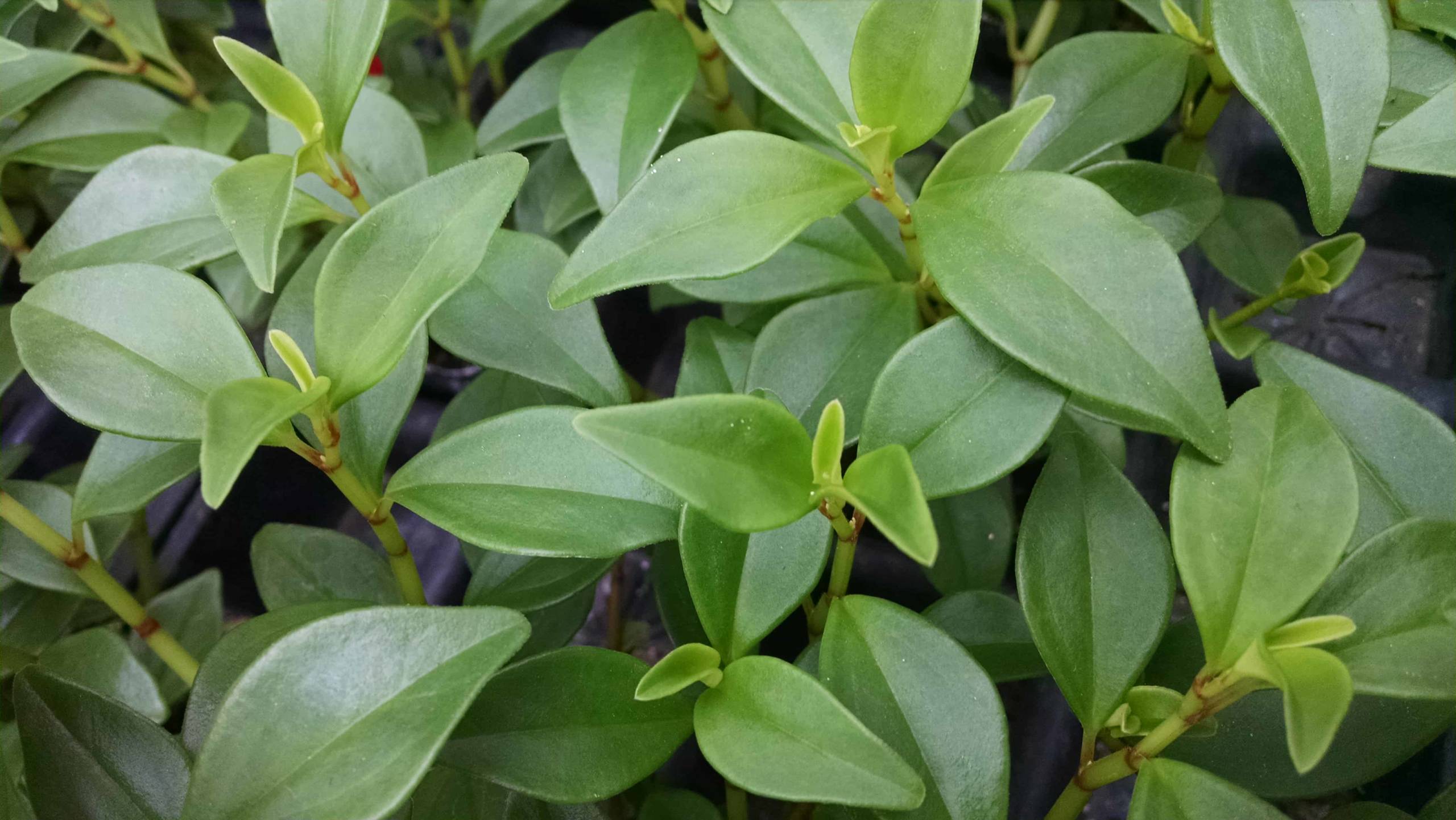 Trinervula Peperomia - Image 2