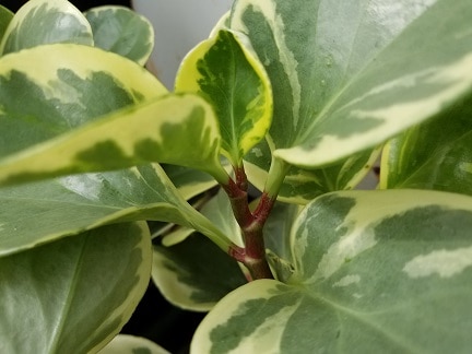 Variegated Peperomia - Image 2