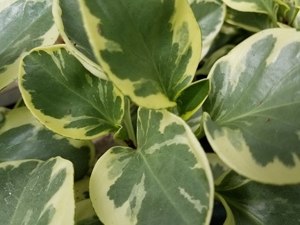 Variegated Peperomia - Image 3