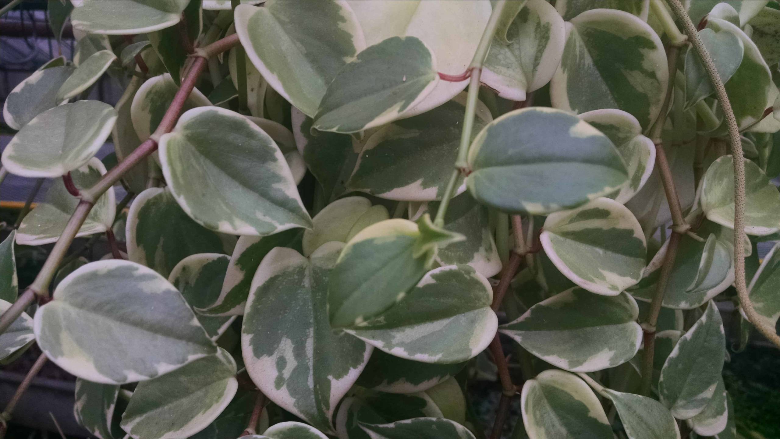 Variegated Trailing Peperomia - Image 3