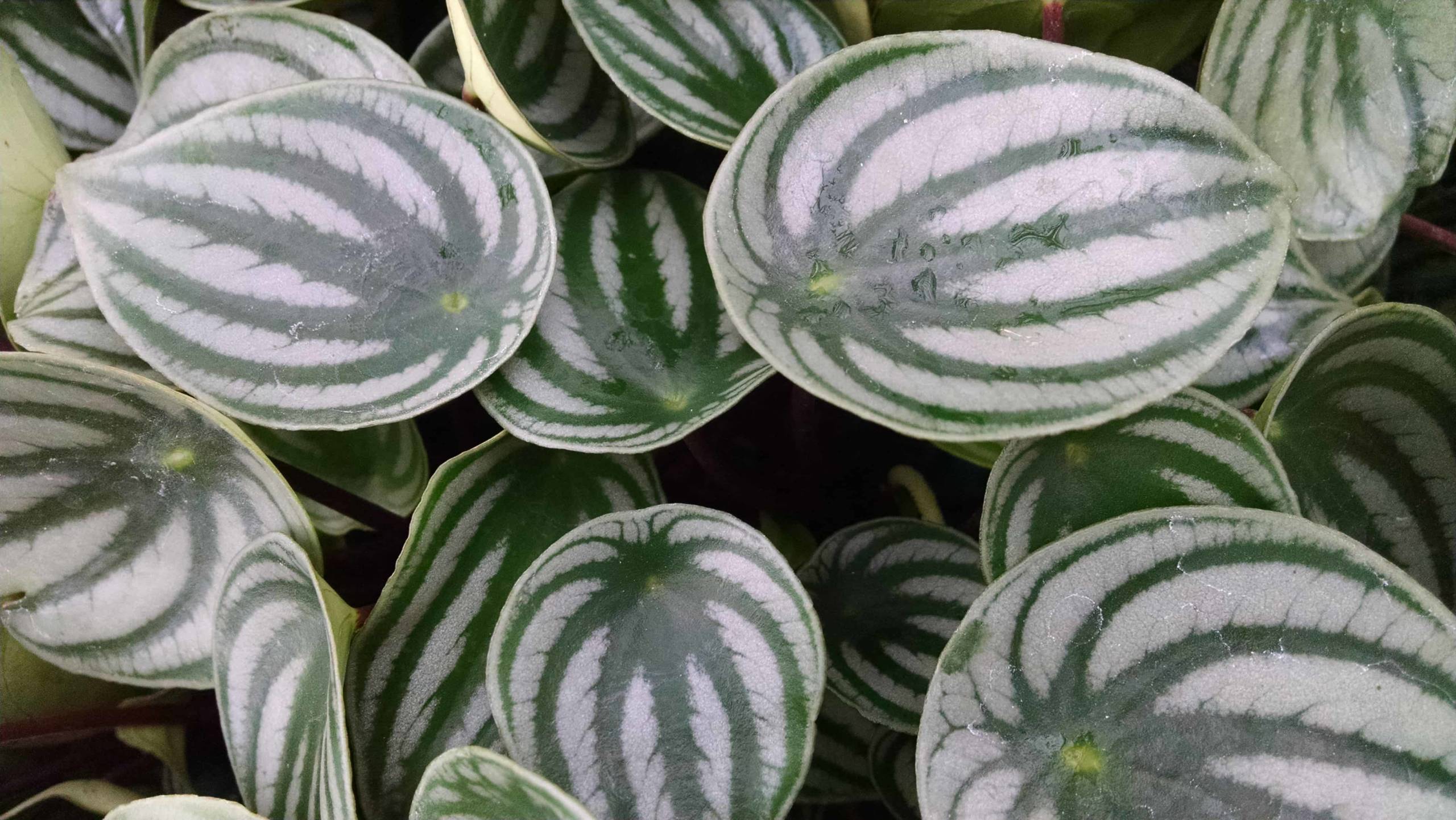 Watermelon Peperomia - Image 2