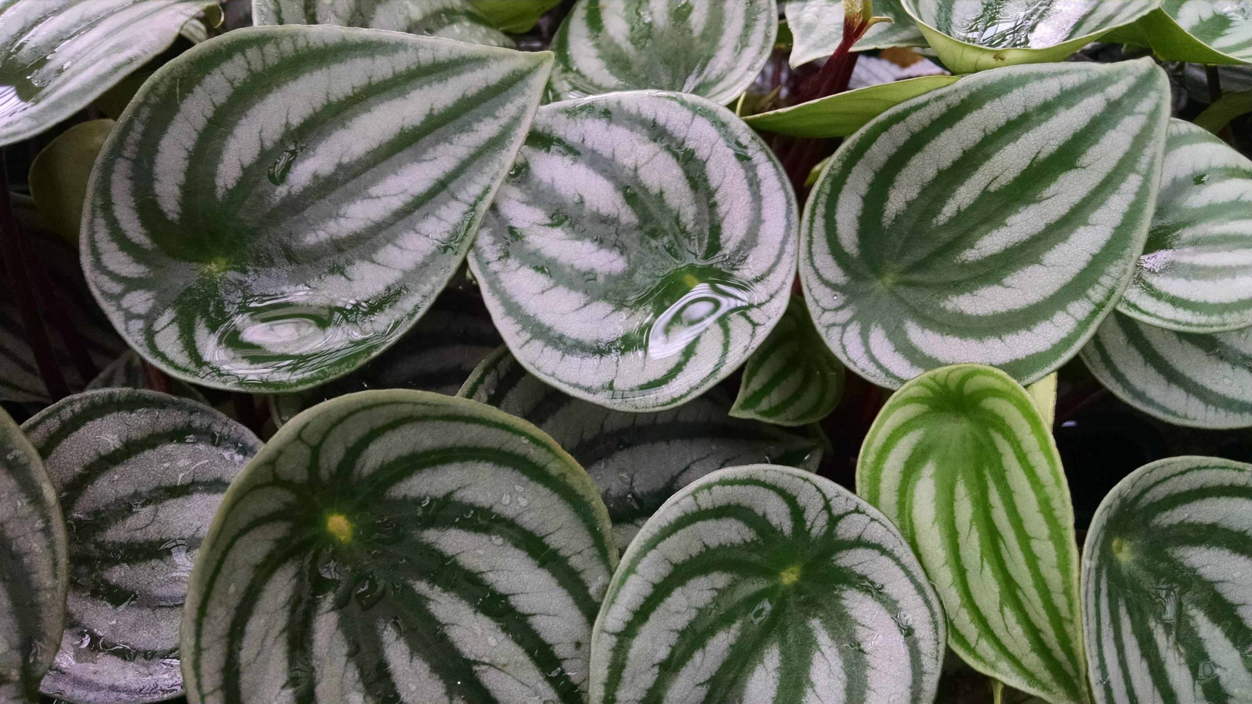 Watermelon Peperomia - Image 3