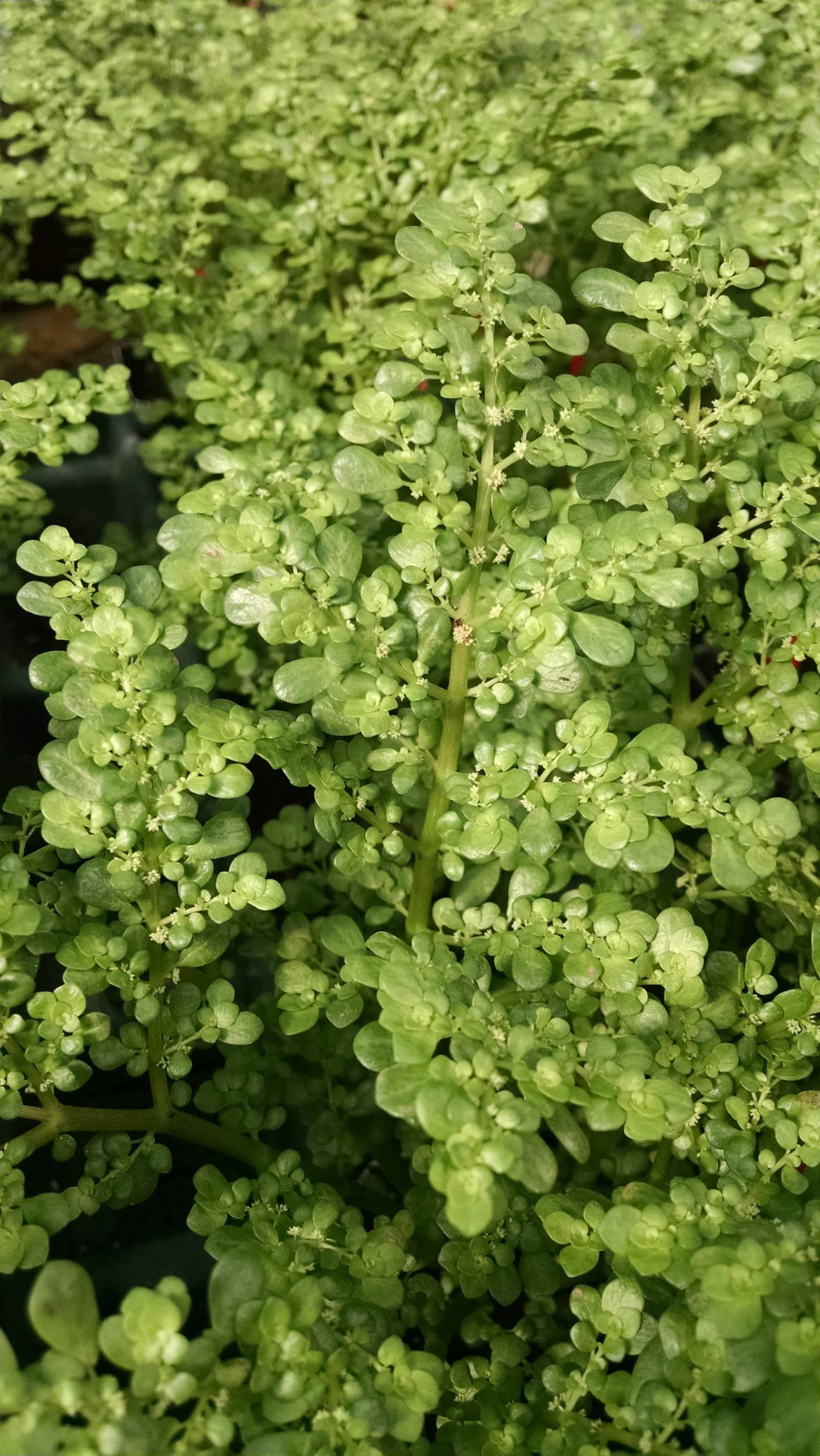 Artillery Fern - Image 2