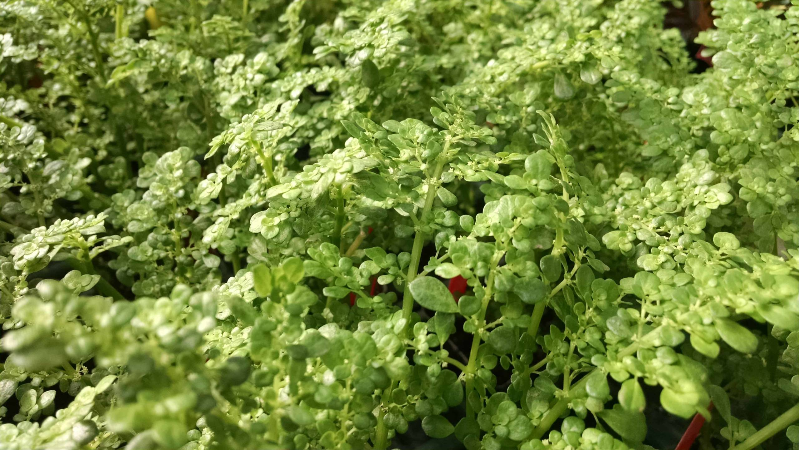 Artillery Fern - Image 3