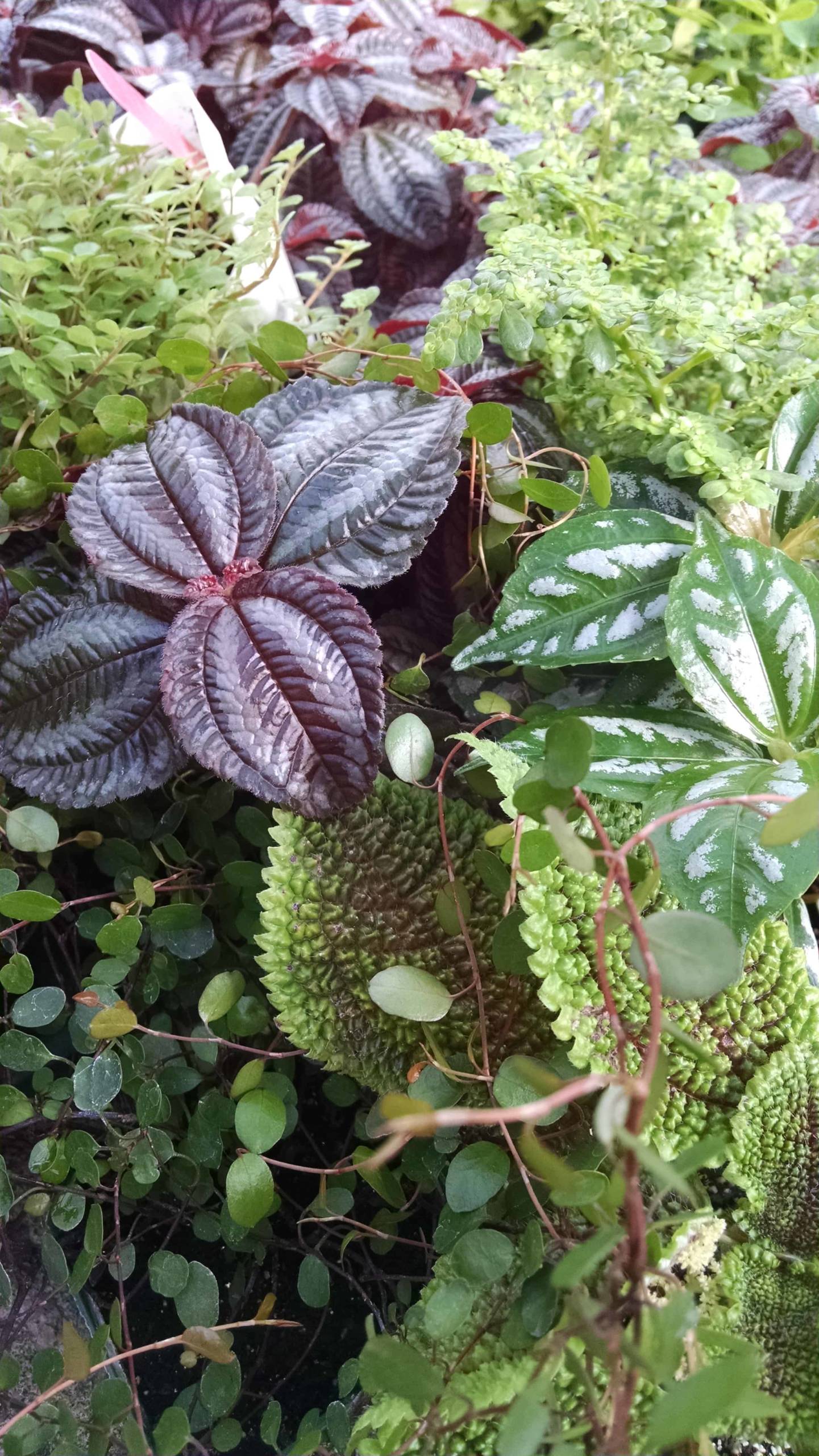 3 Plant Pilea Collection - Image 2