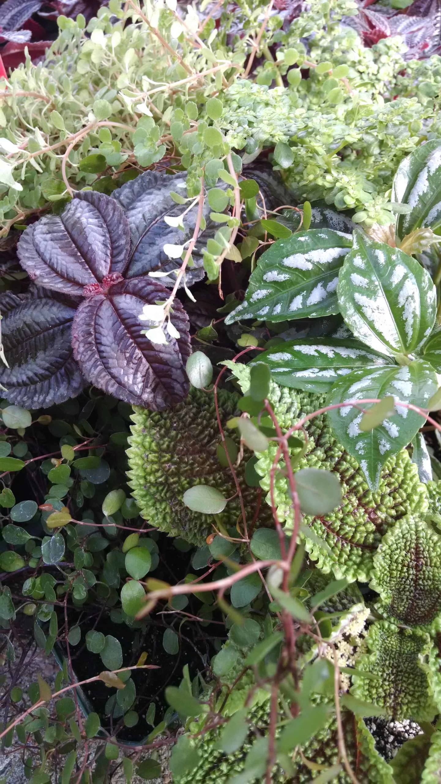 3 Plant Pilea Collection - Image 3