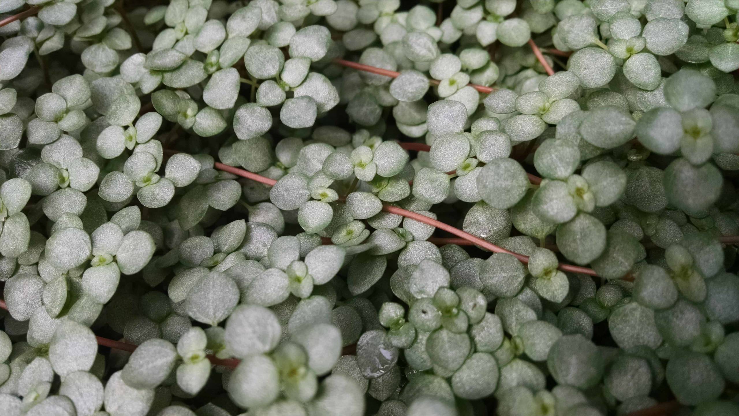 Red Stem Pilea - Image 2