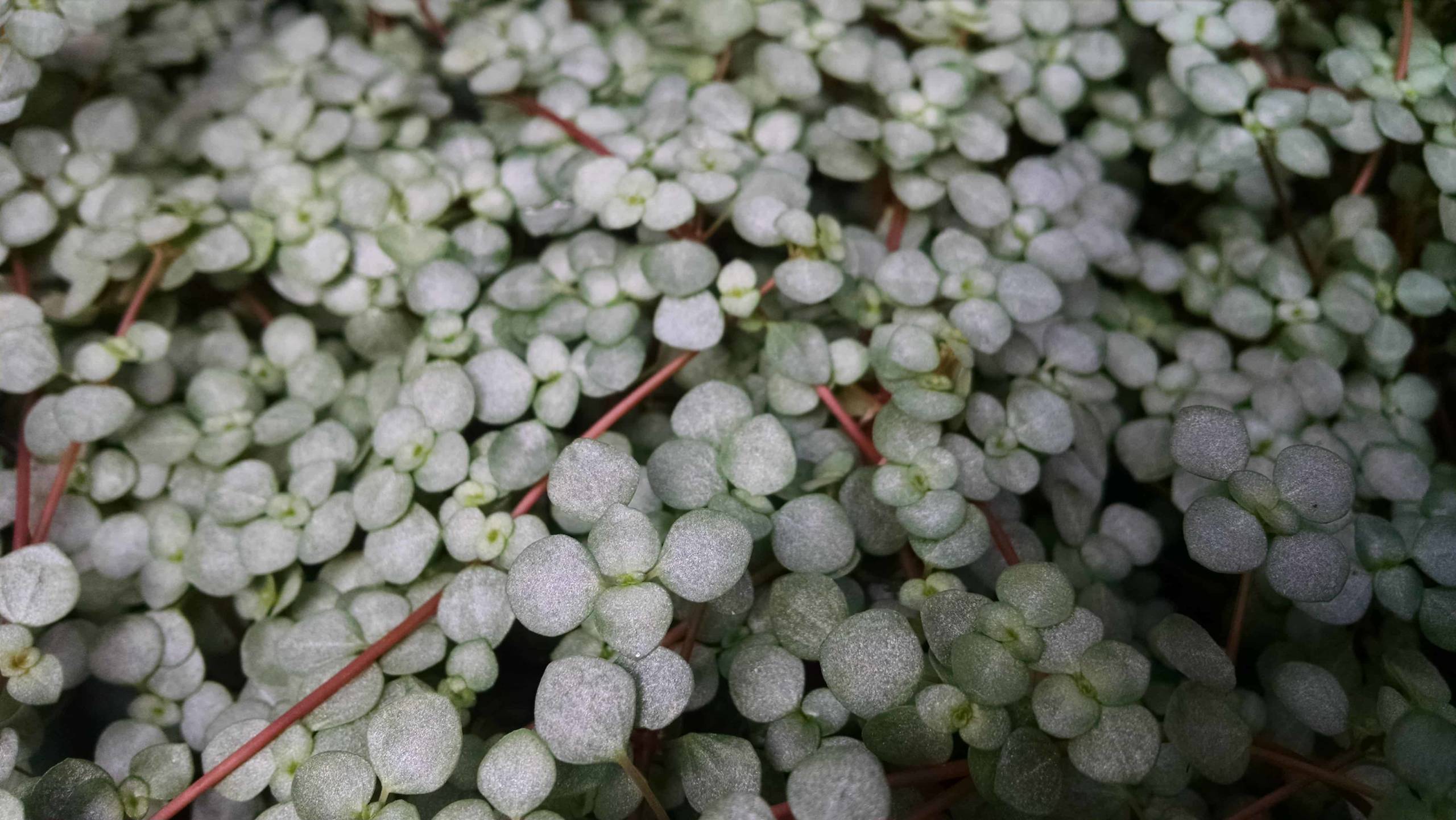 Red Stem Pilea - Image 3