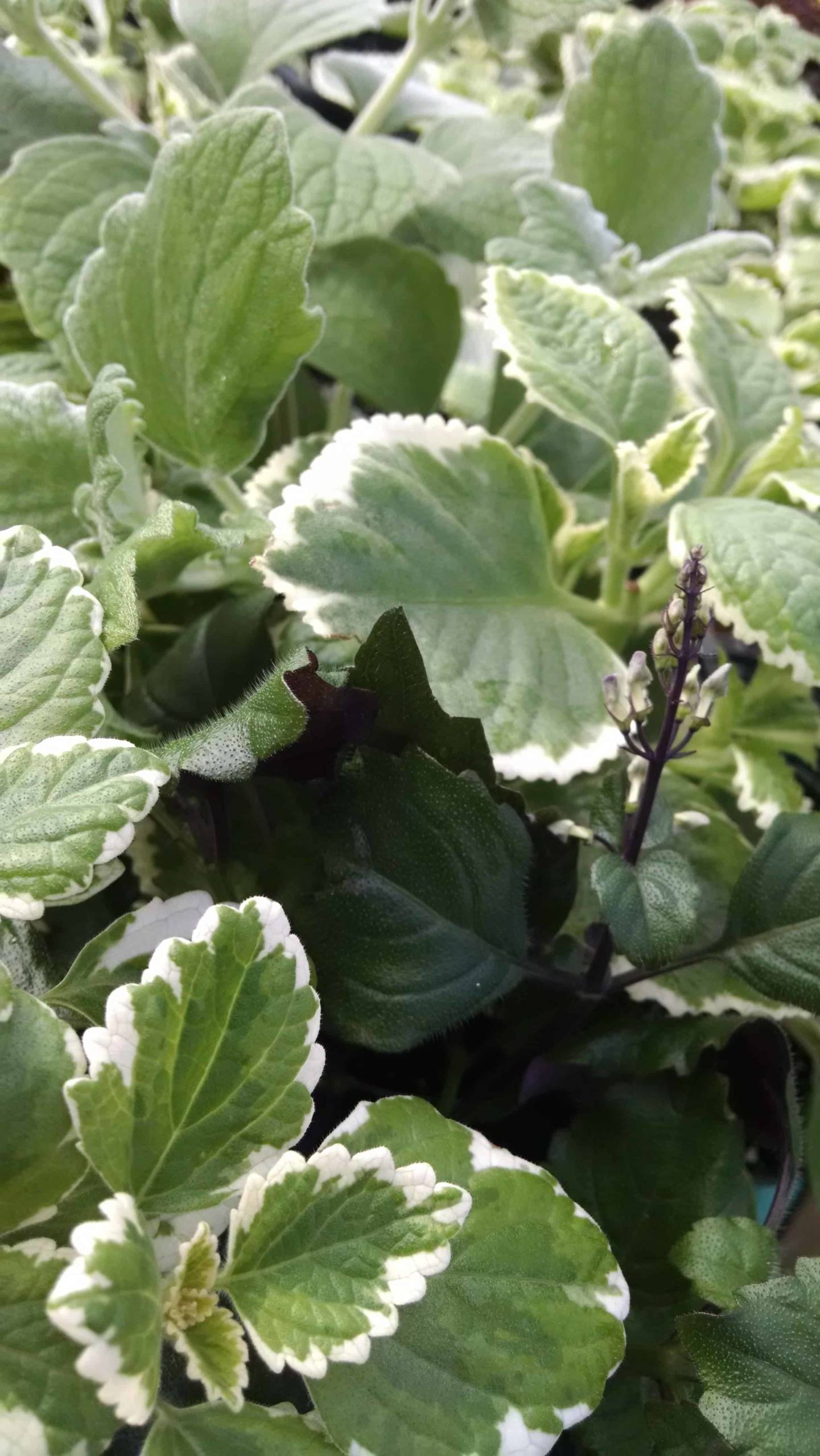 3 Plant Plectranthus Collection - Image 2