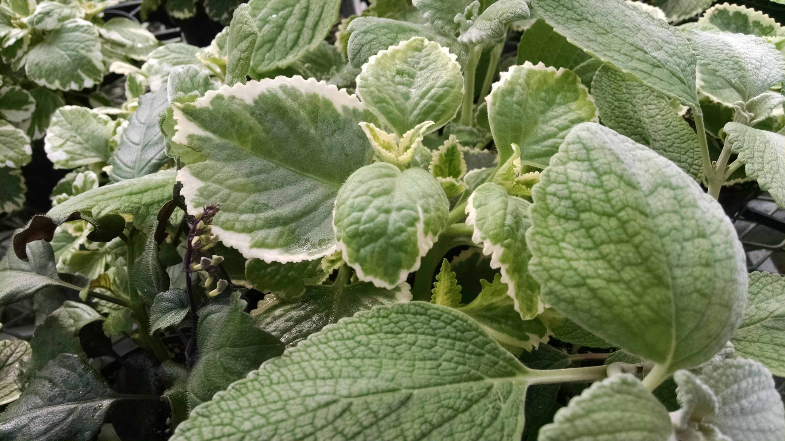 3 Plant Plectranthus Collection - Image 3