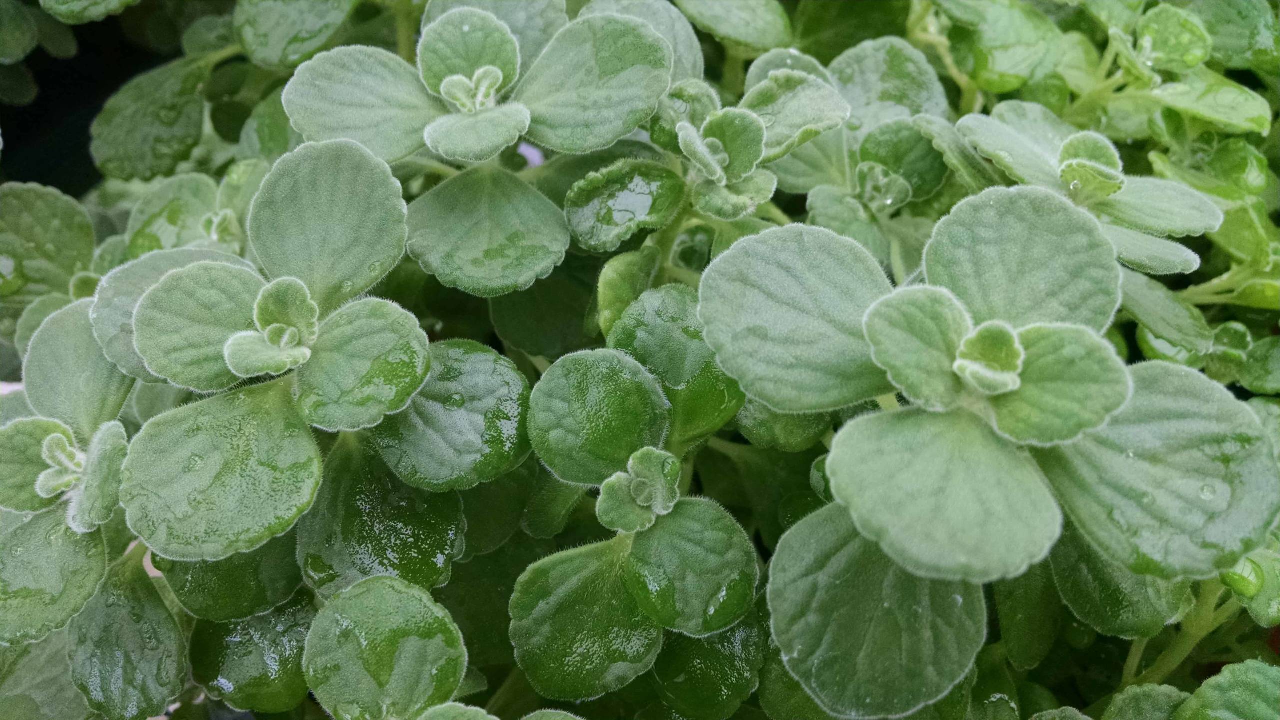 Cuban Oregano - Image 2