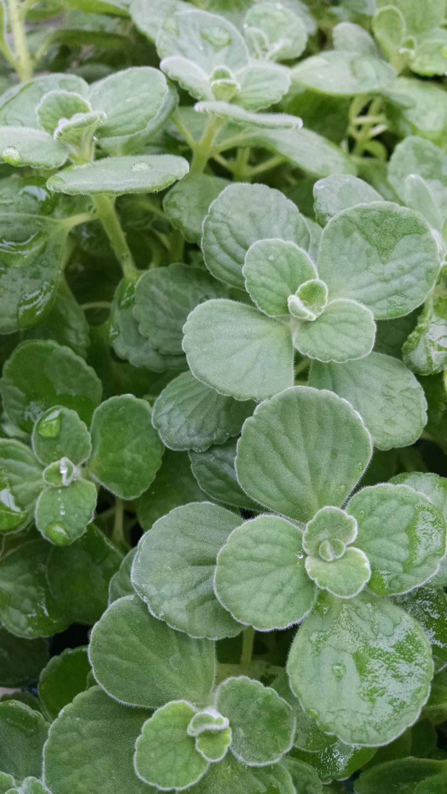 Cuban Oregano - Image 3