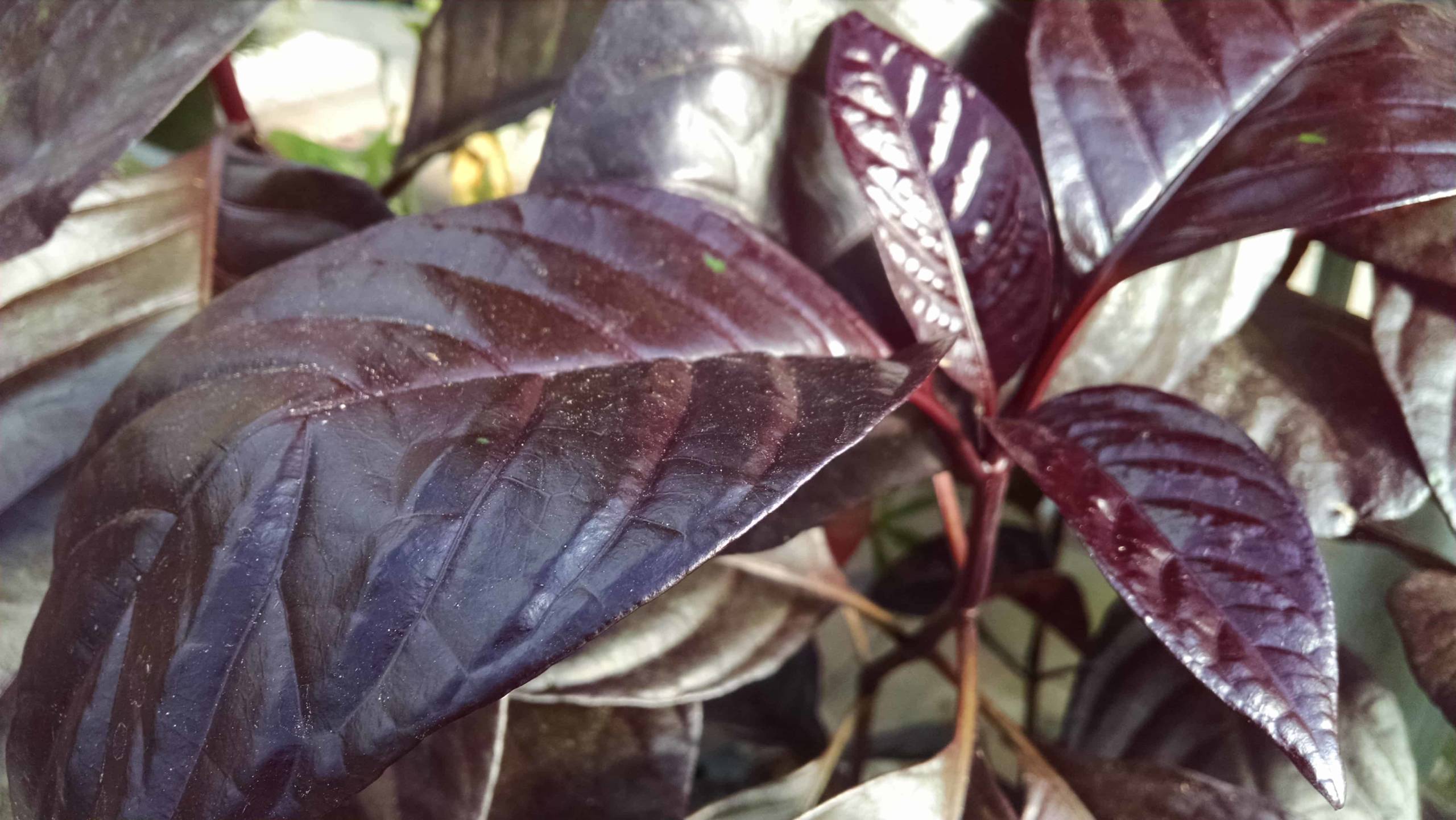 Black Leaf Shooting Star - Image 2