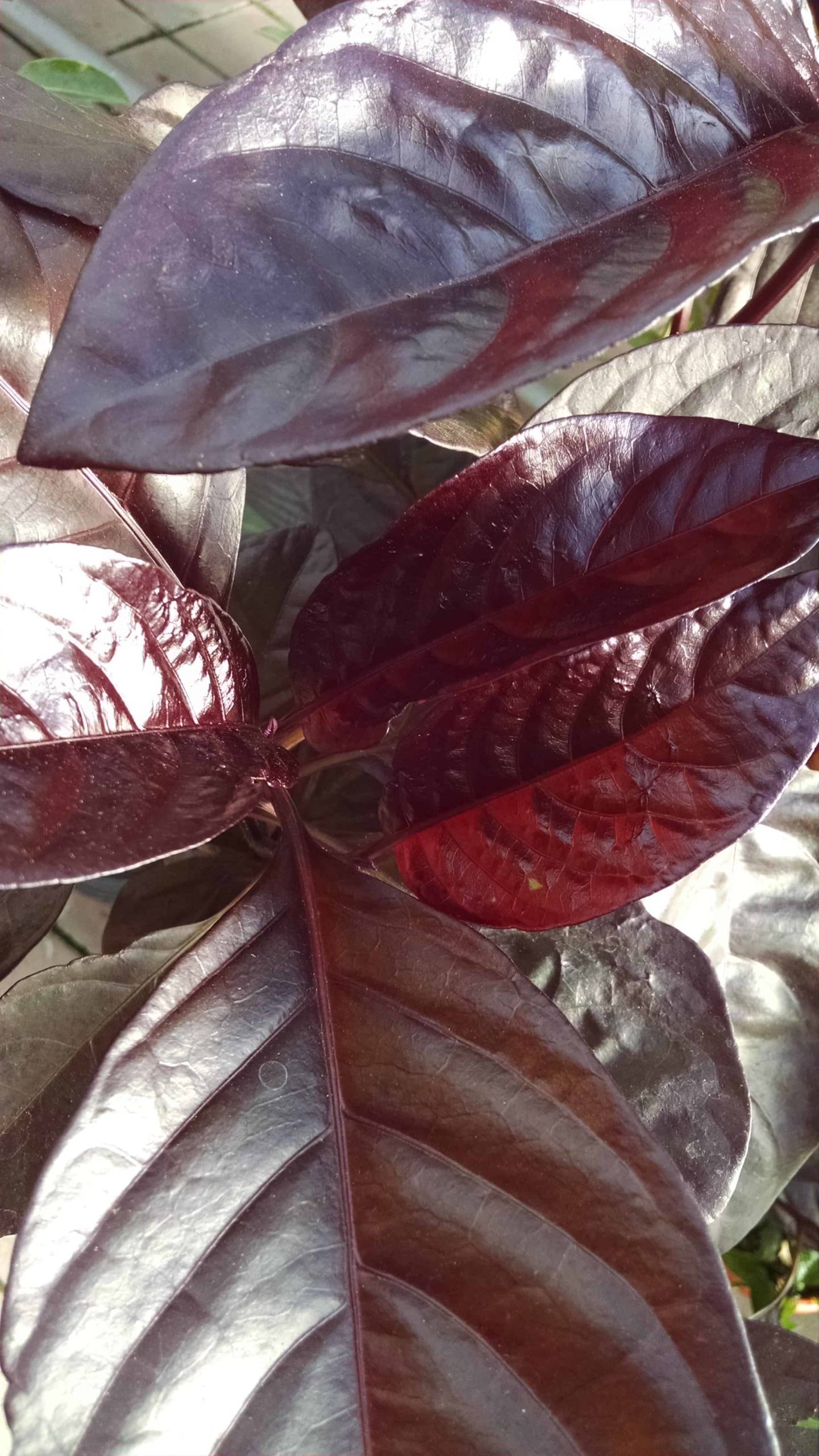 Black Leaf Shooting Star - Image 3