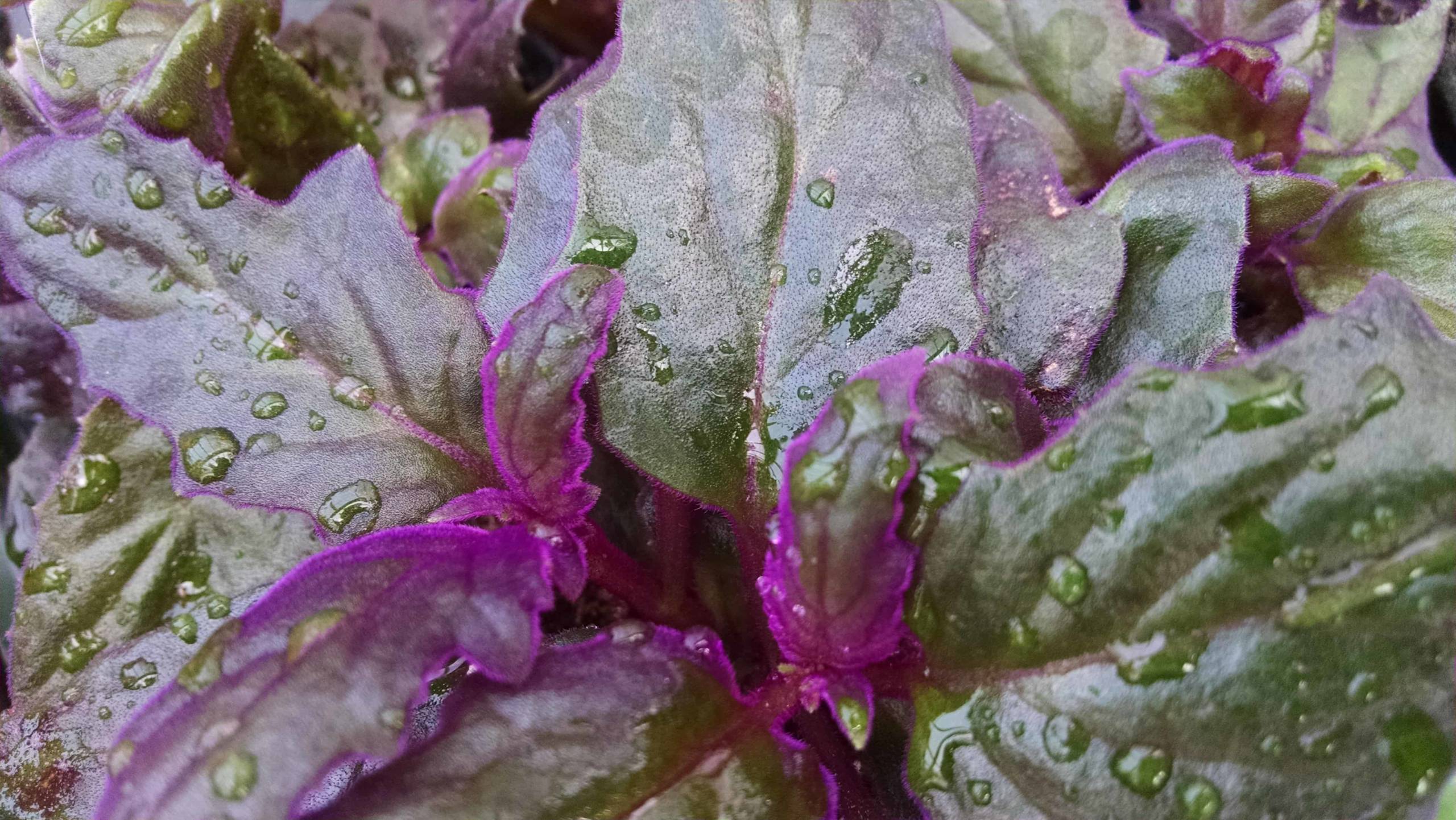 Purple Passion - Image 2