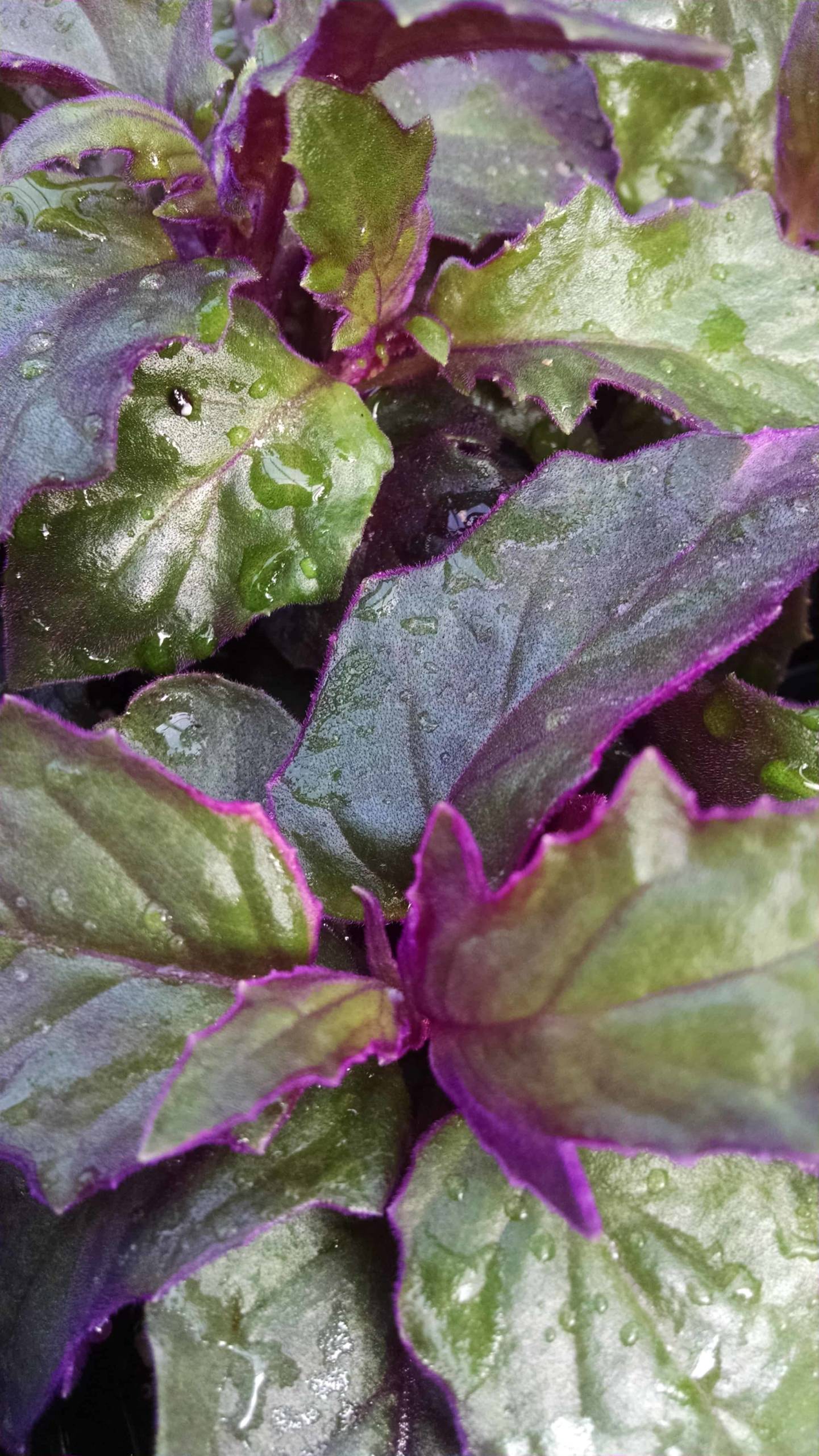 Purple Passion - Image 3