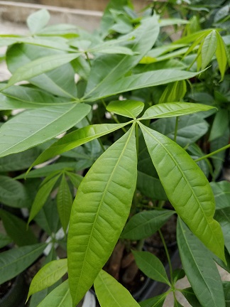 Money Plant - Image 3