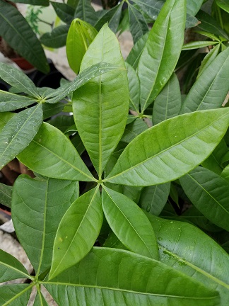 Money Plant - Image 2