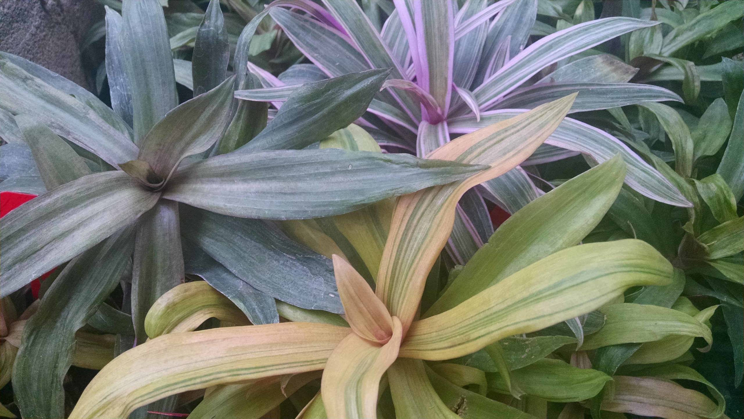 Moses in the Cradle Collection - Image 2