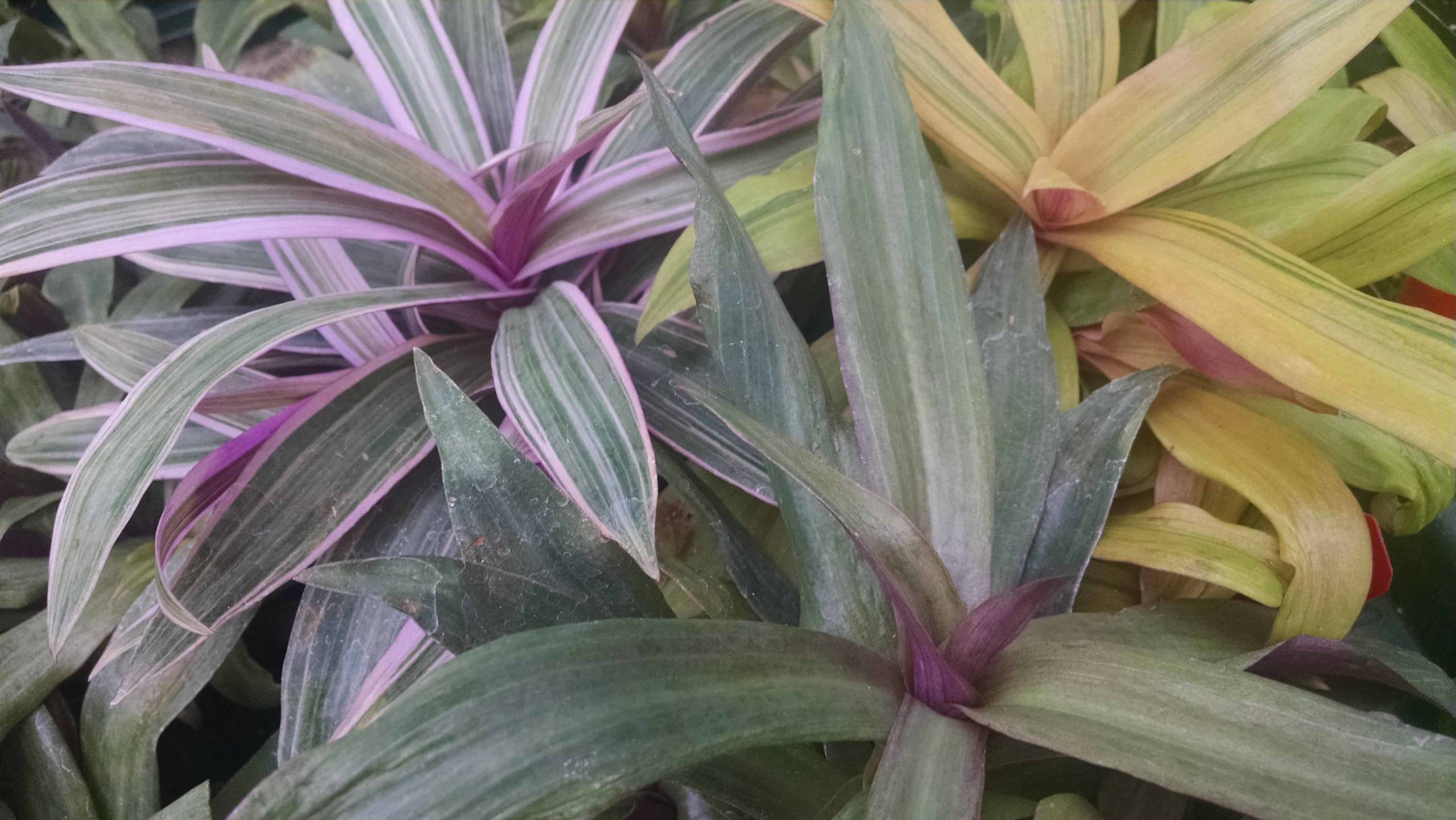 Moses in the Cradle Collection - Image 3