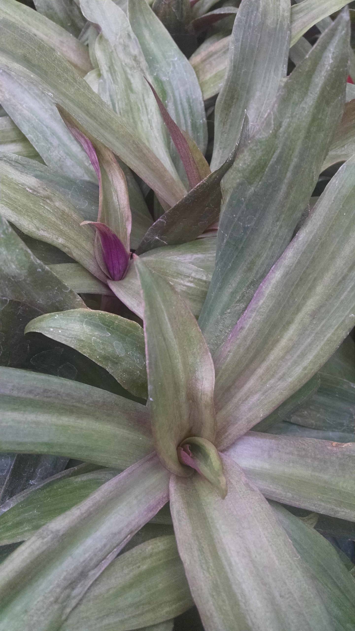 Moses In The Cradle - Image 2