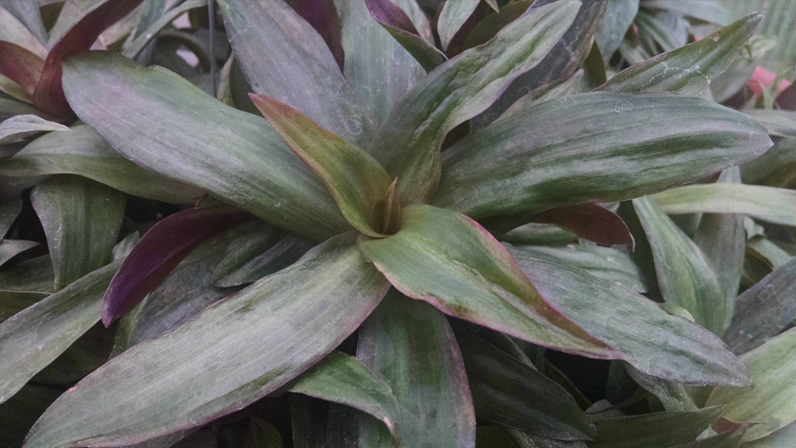 Moses In The Cradle - Image 3