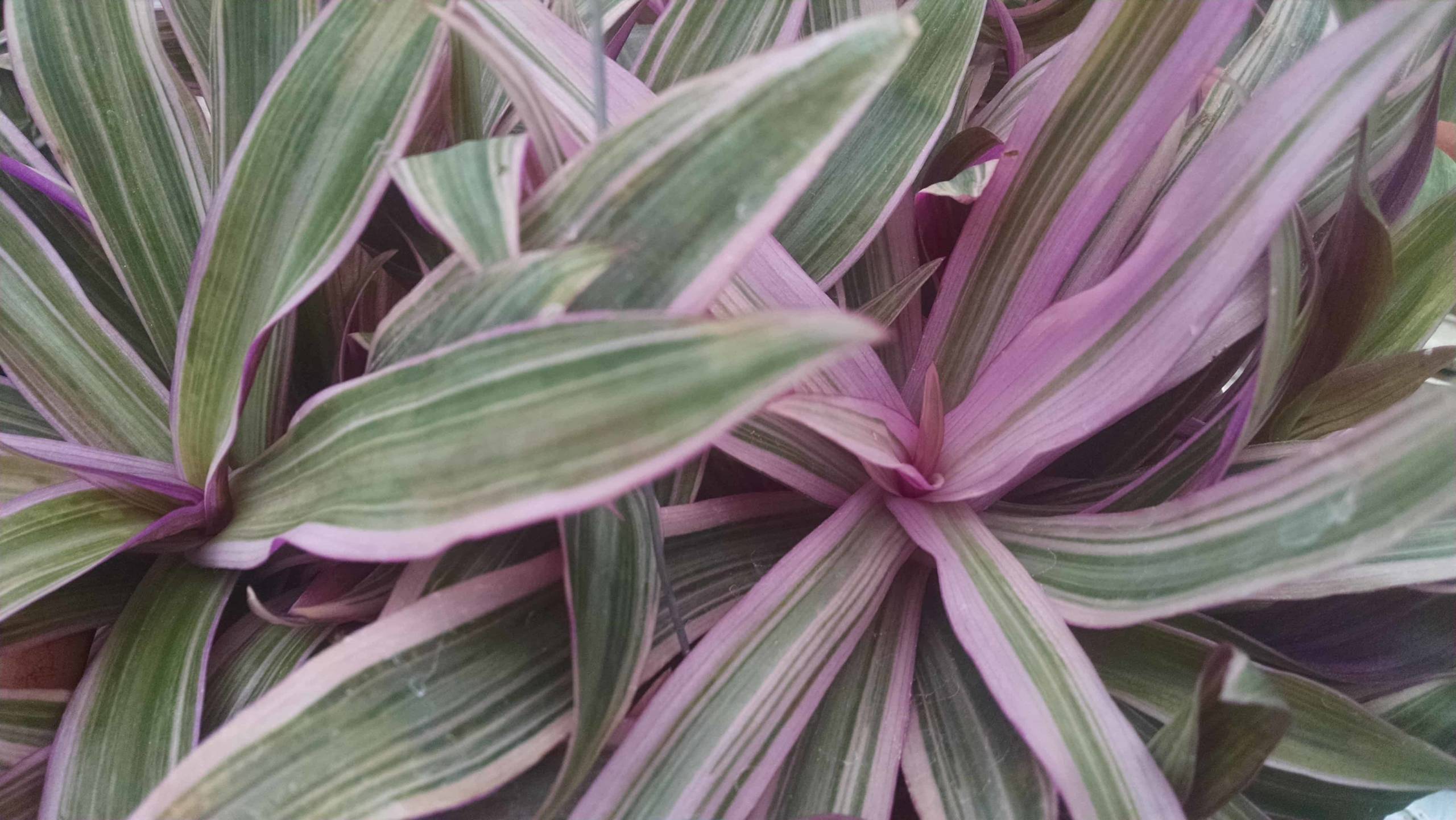 Variegated Moses In The Cradle - Image 2