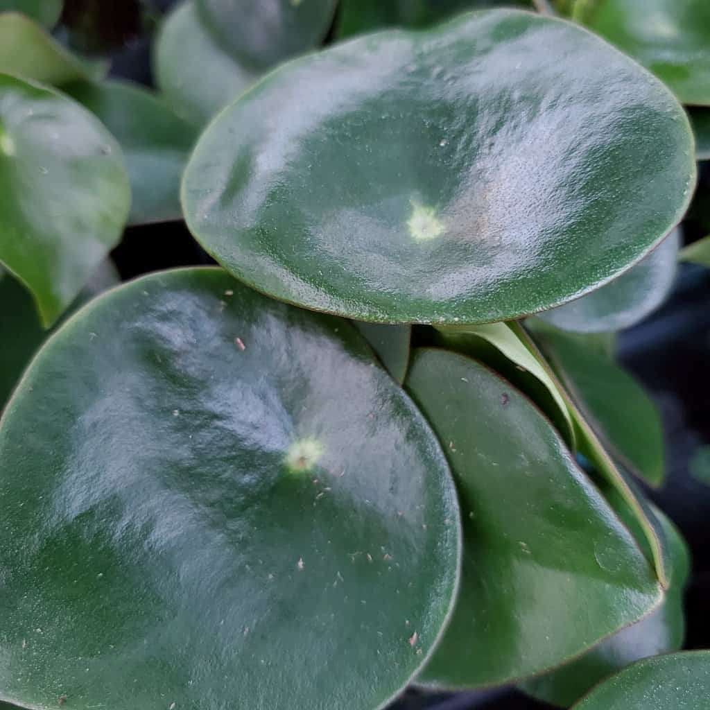 Raindrop Peperomia - Image 2