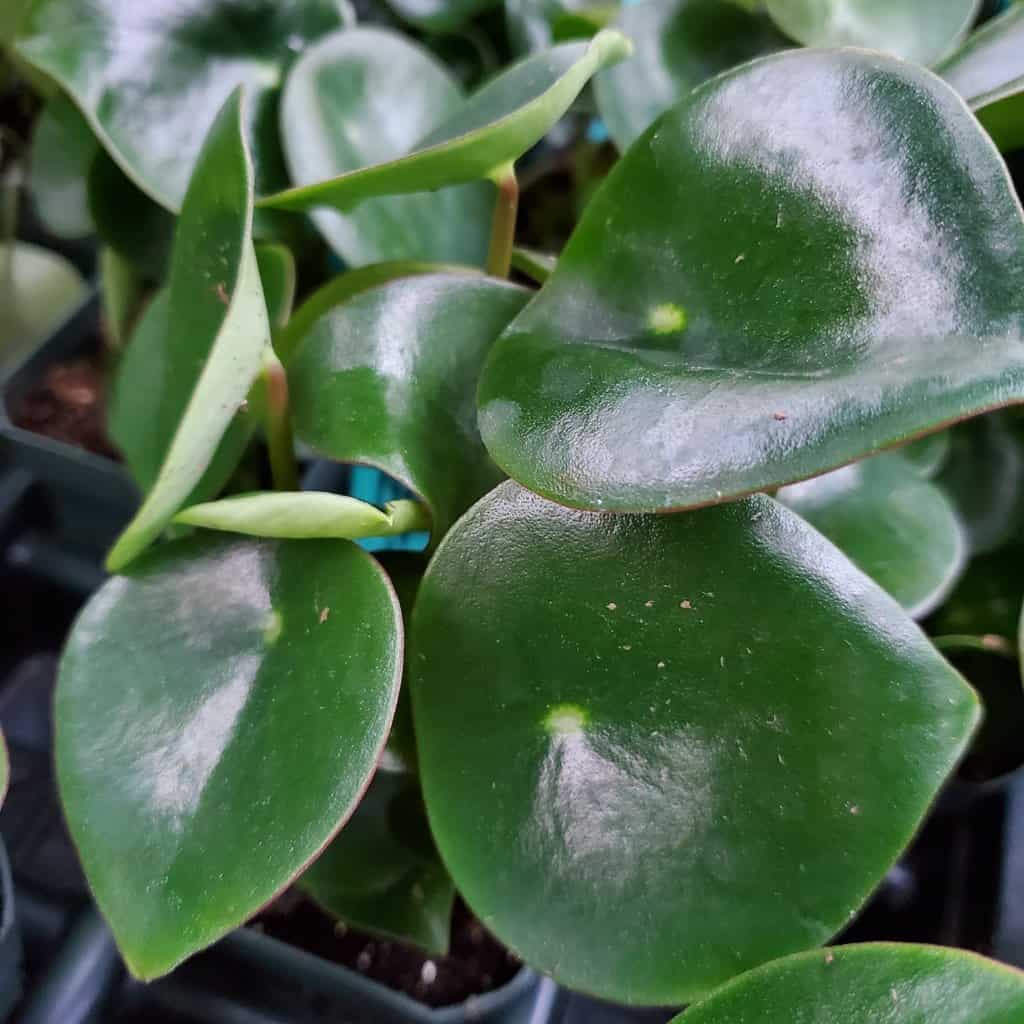 Raindrop Peperomia - Image 3