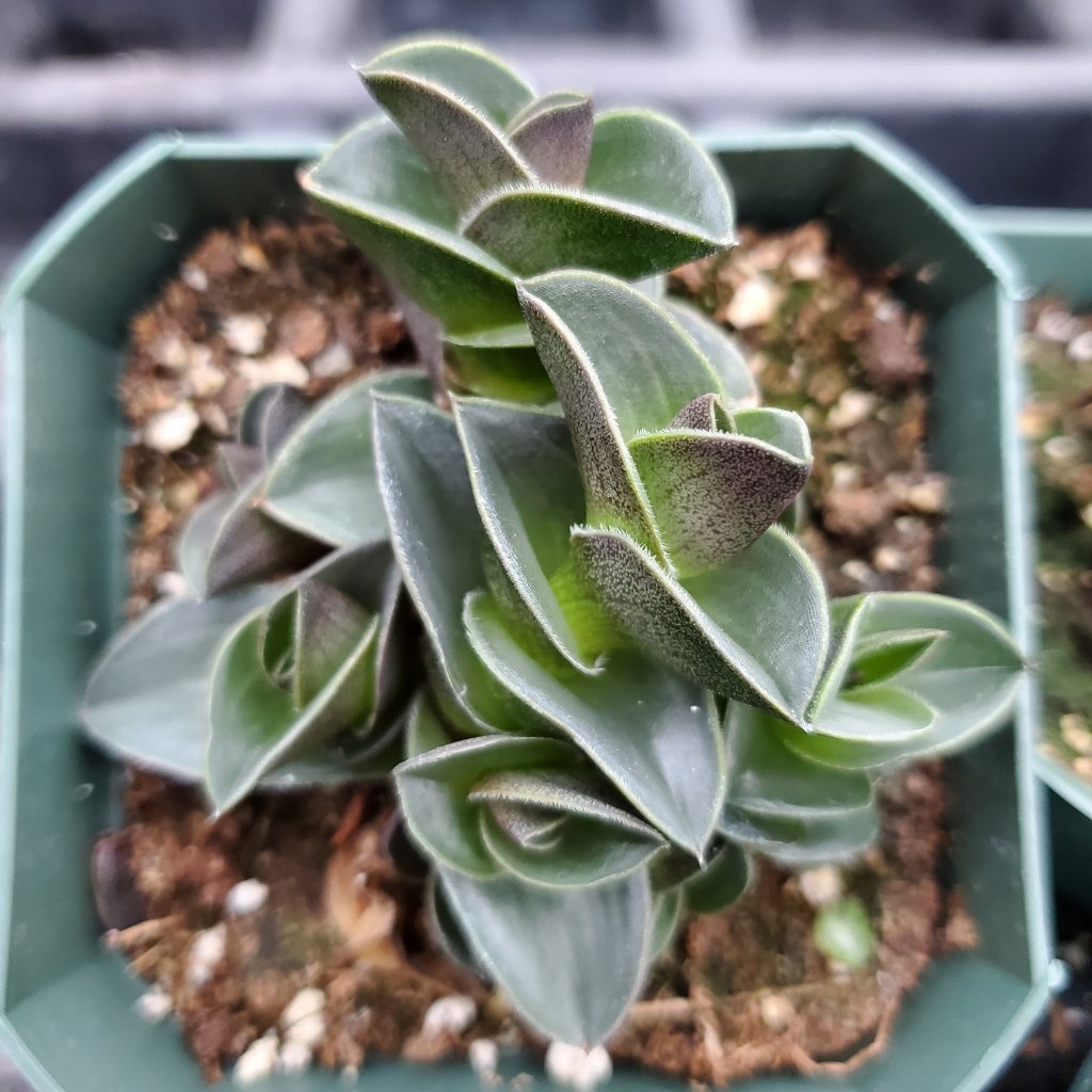 Chain Plant - Image 2