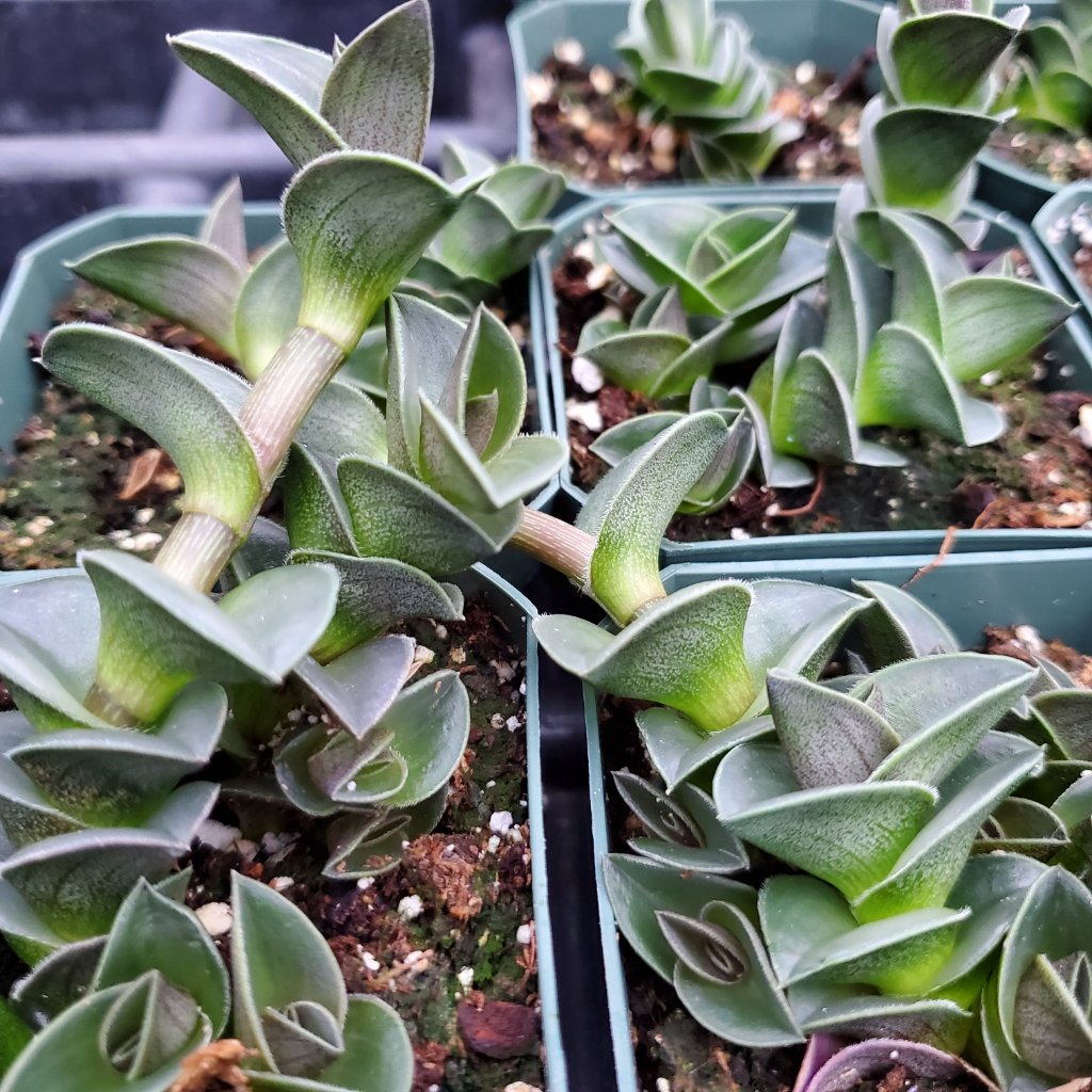 Chain Plant - Image 3