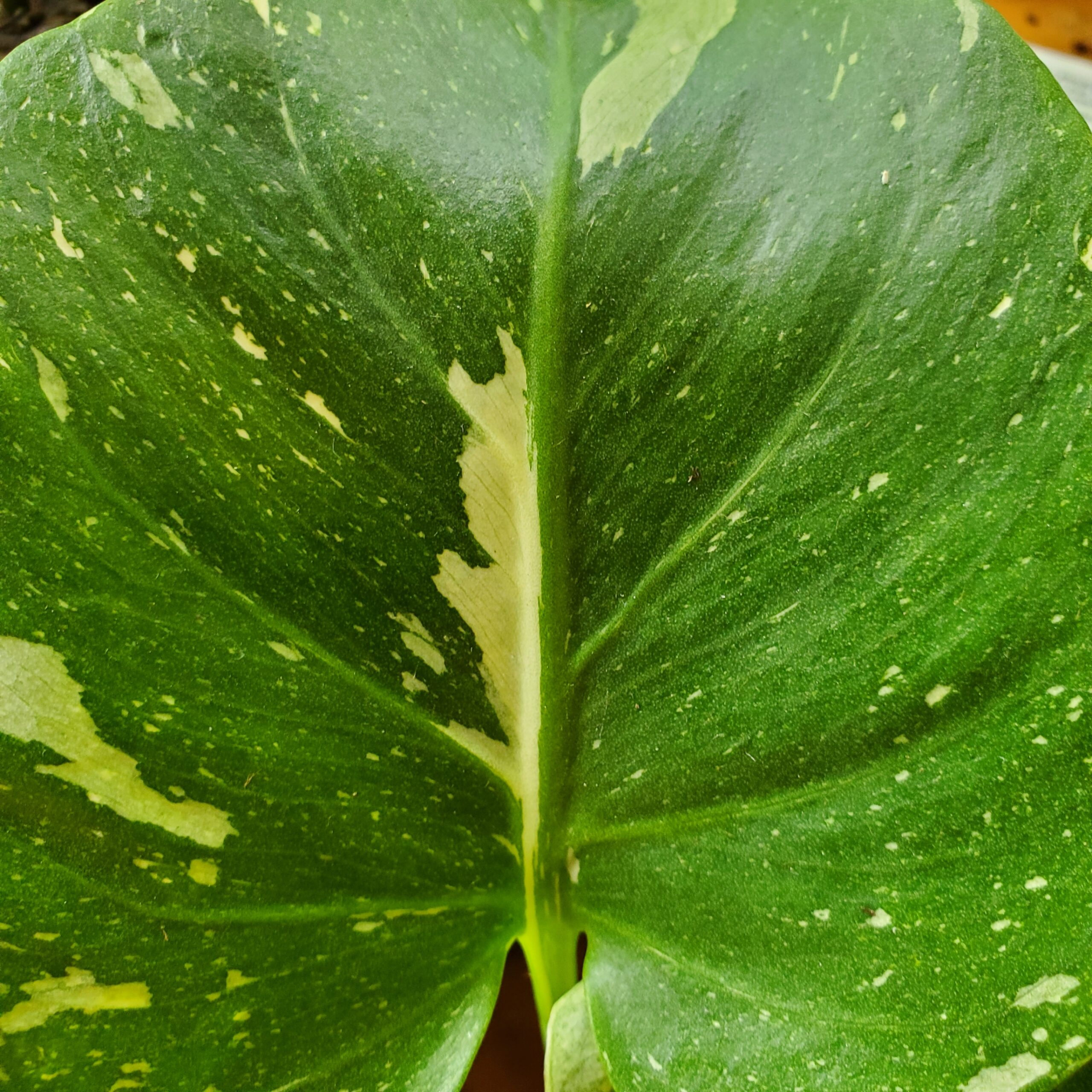 Thai Constellation Monstera - Image 3