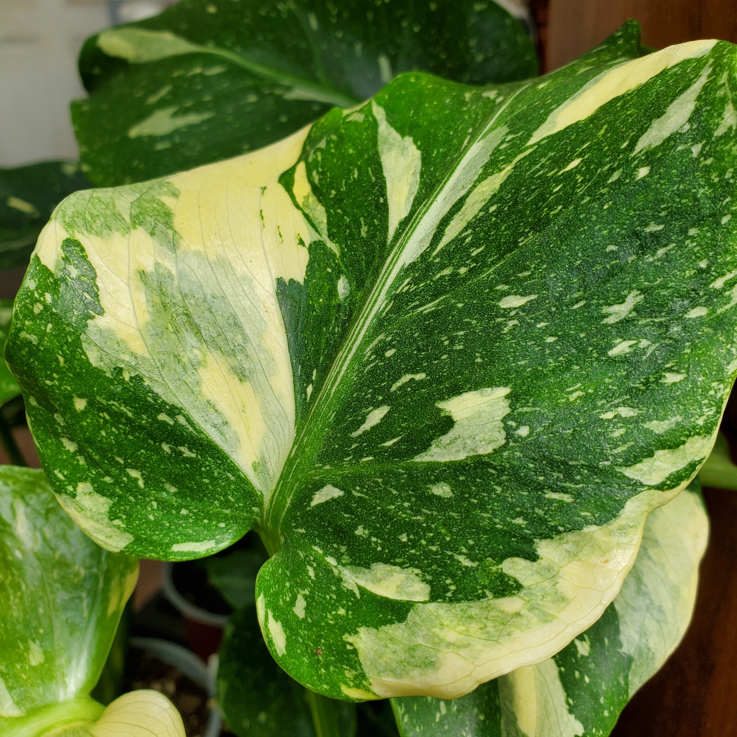 Thai Constellation Monstera - Image 2