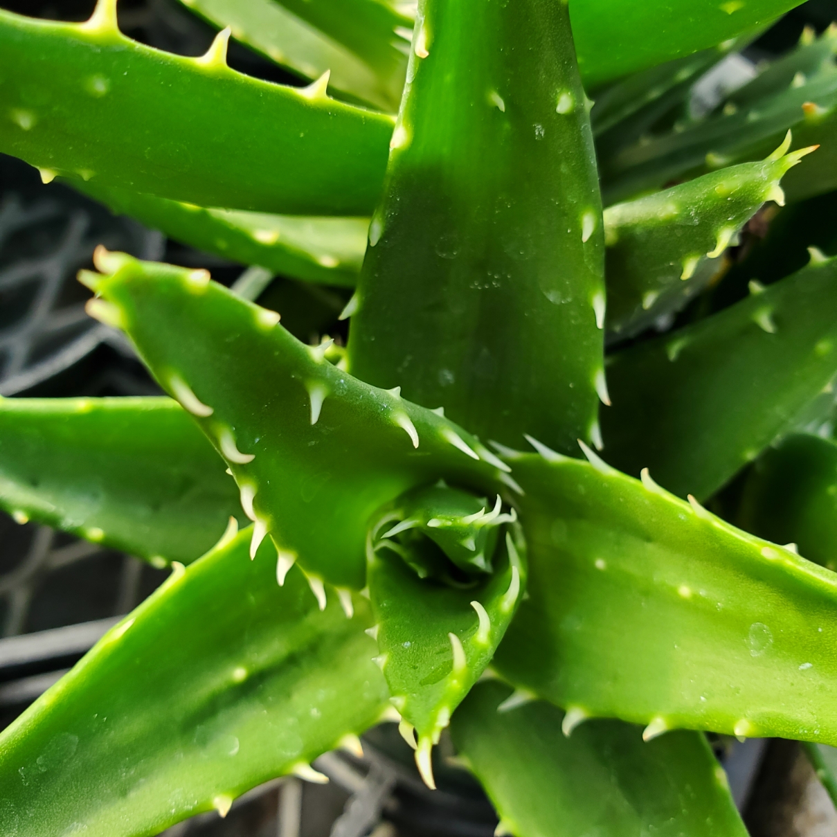 Austere Aloe - Image 2