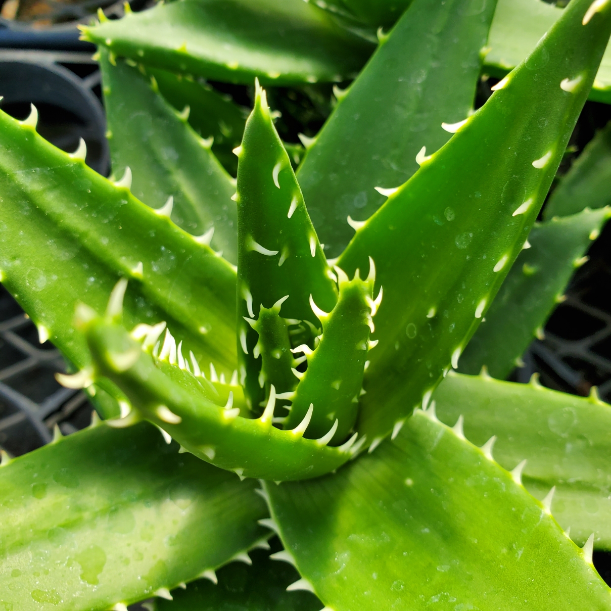 Austere Aloe - Image 3