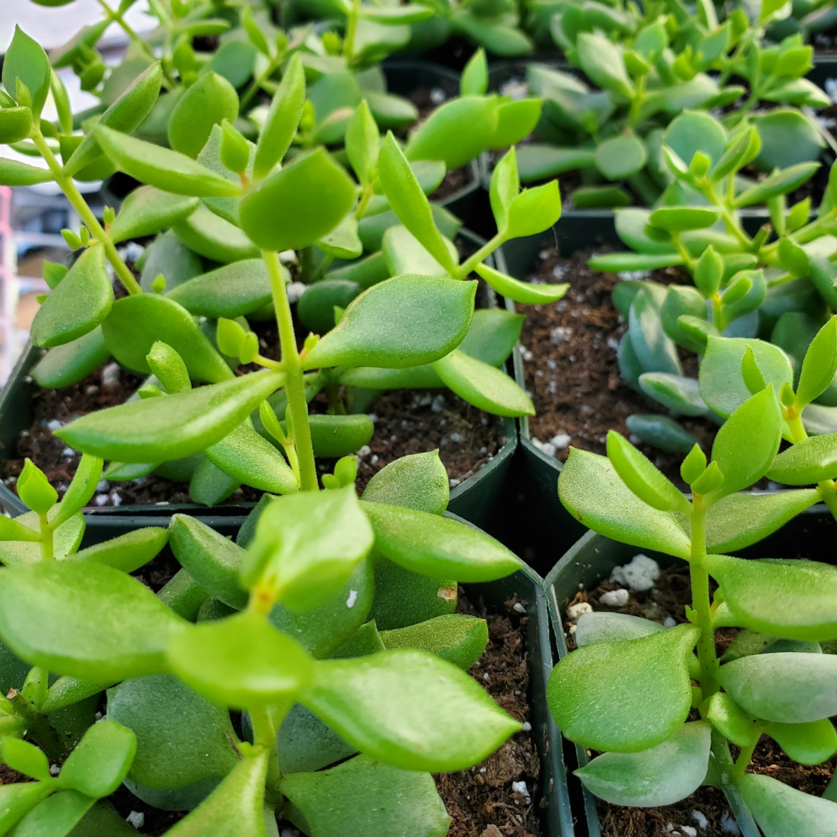 Cliff Cotyledon - Image 2