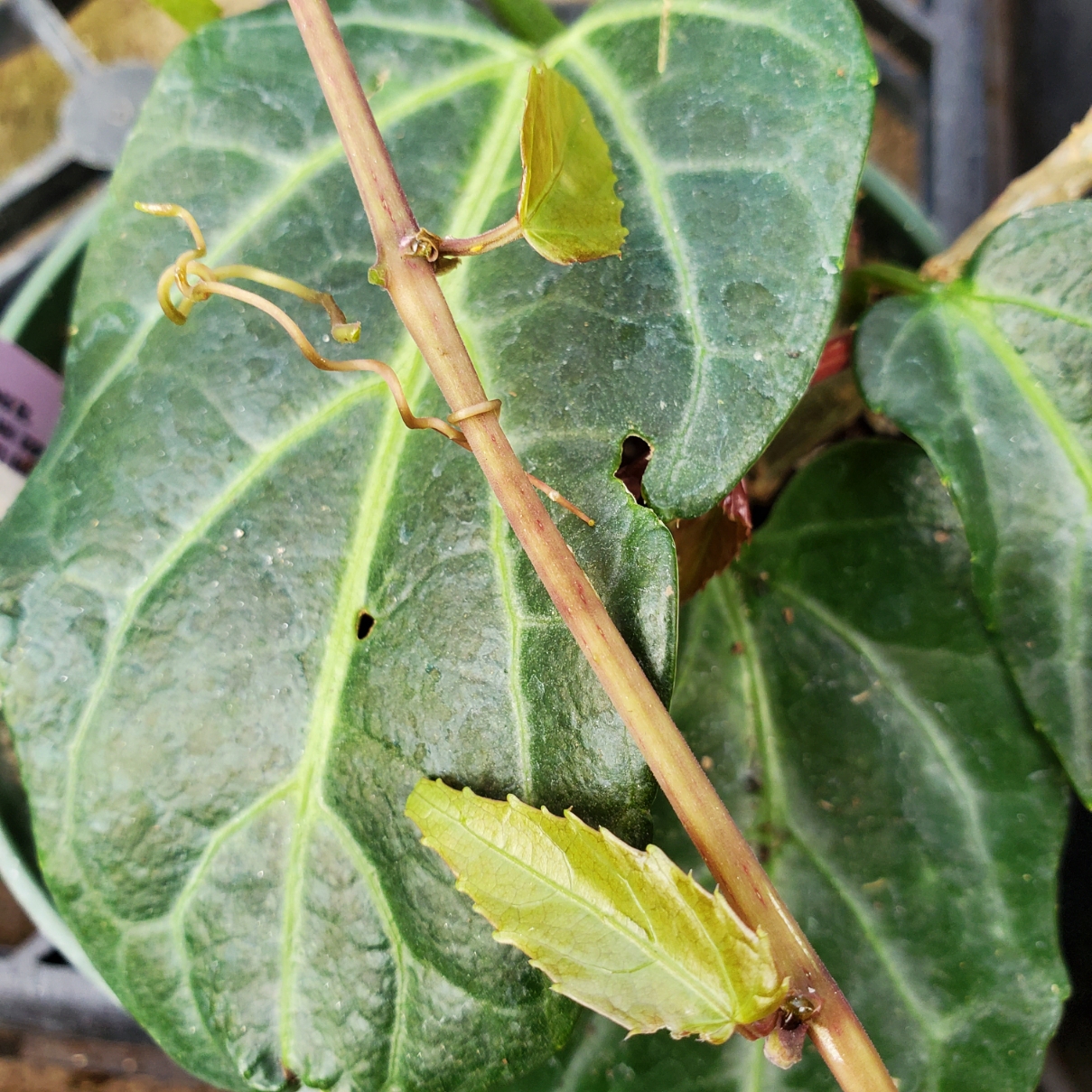 Amazon Jungle Vine - Image 2