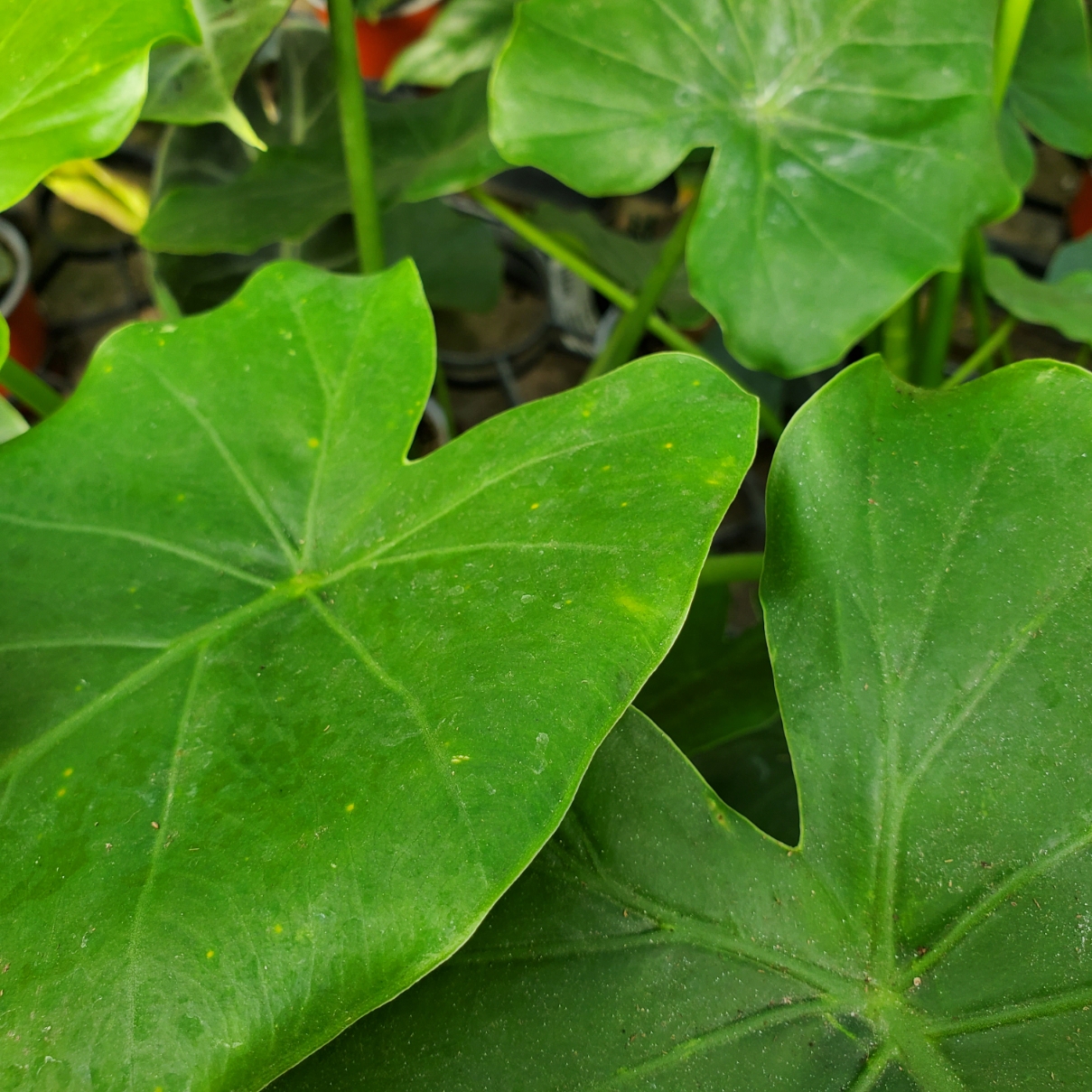 California Alocasia - Image 2