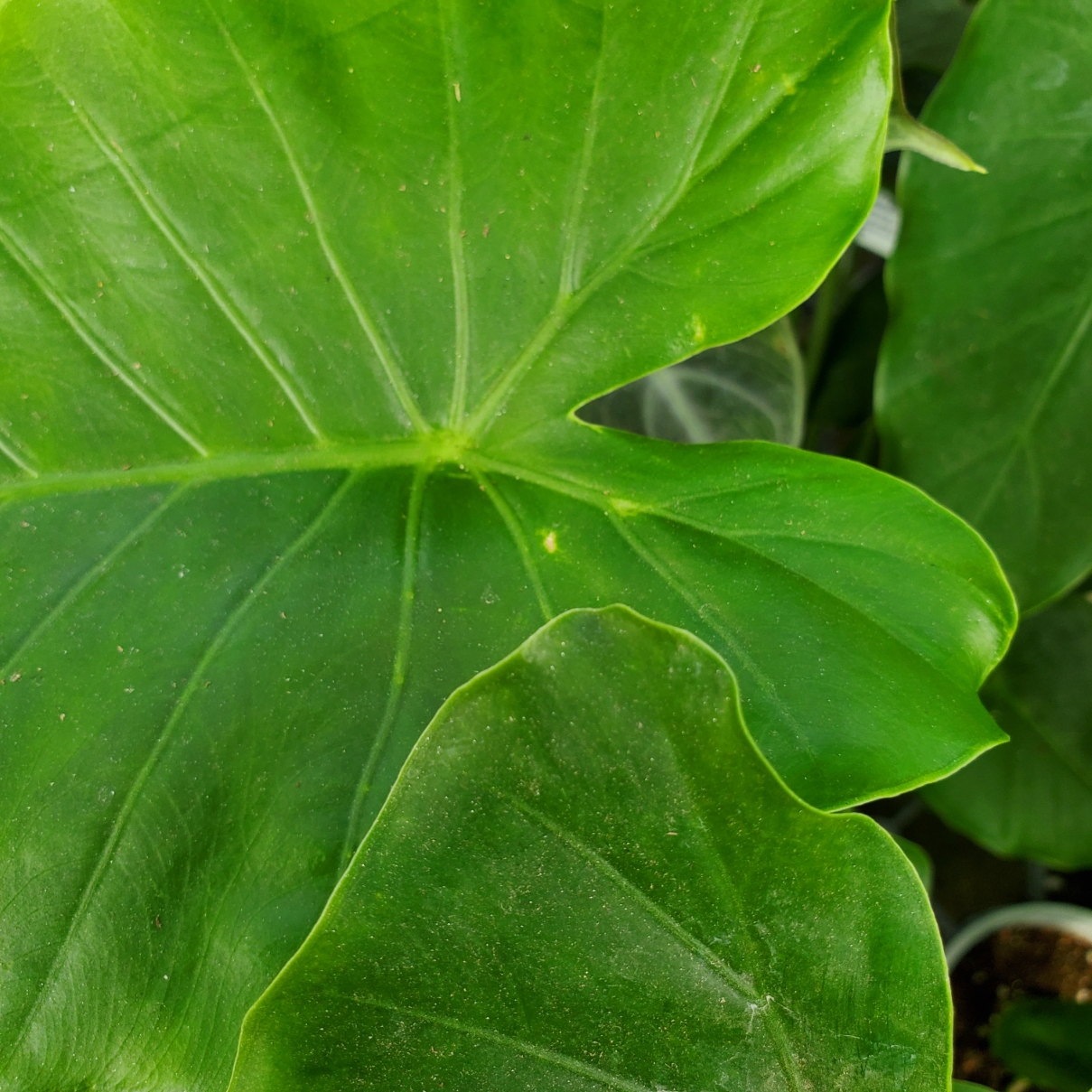 California Alocasia - Image 3