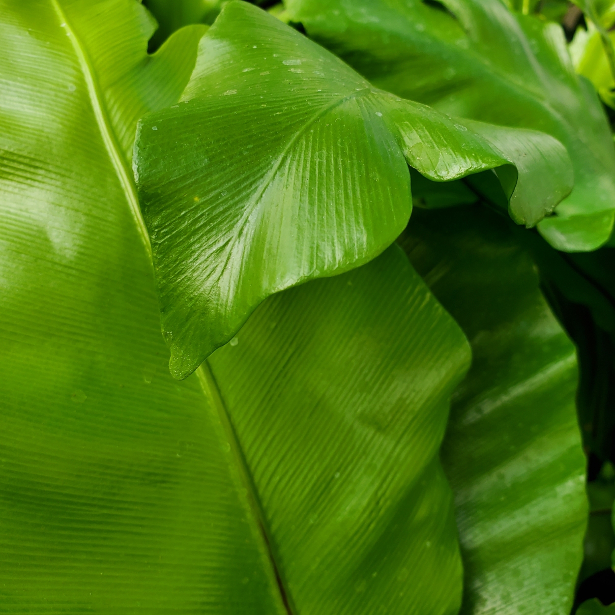 Bird's Nest Fern - Image 3