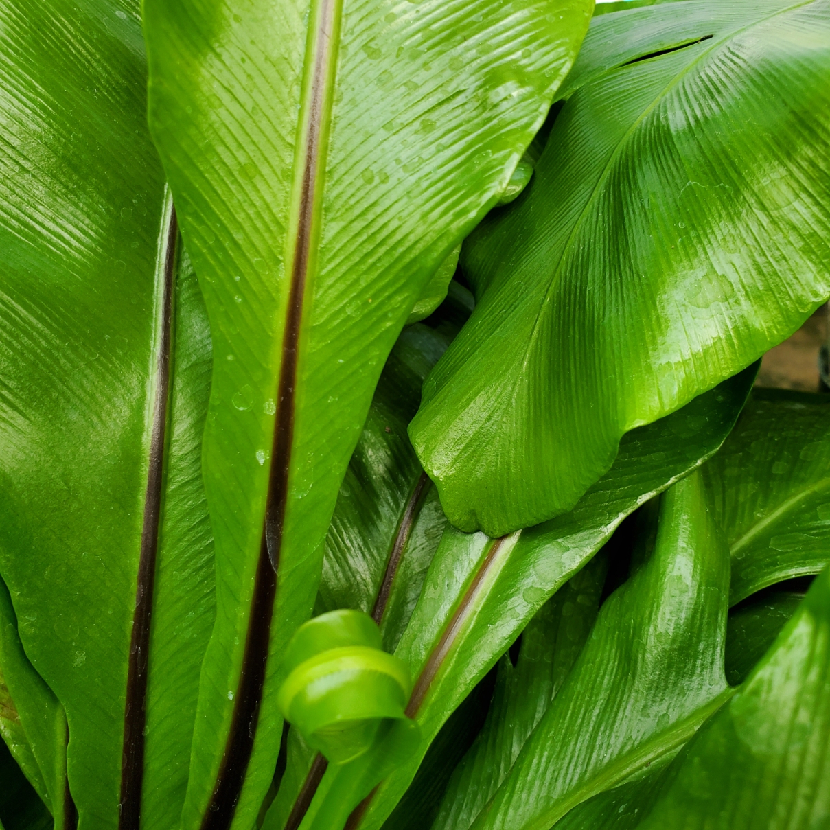 Bird's Nest Fern - Image 2