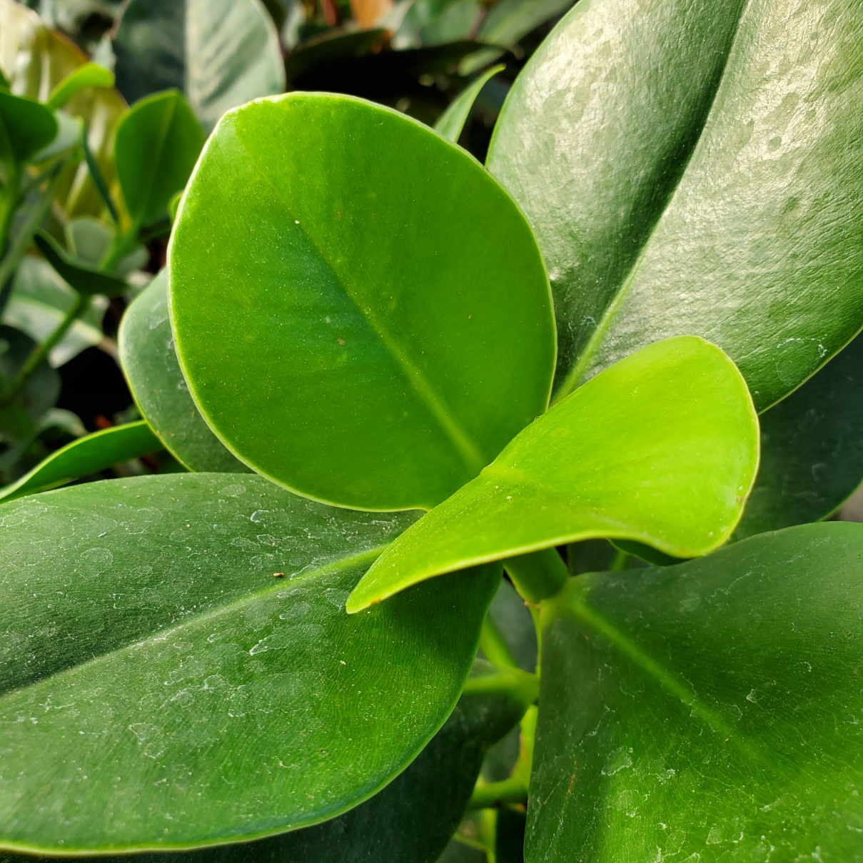 Autograph Tree - Image 2