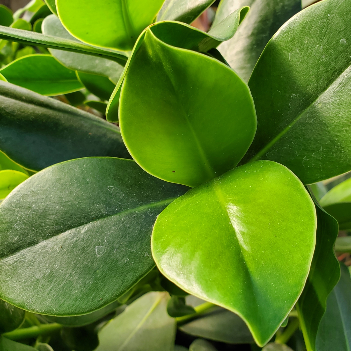 Autograph Tree - Image 3