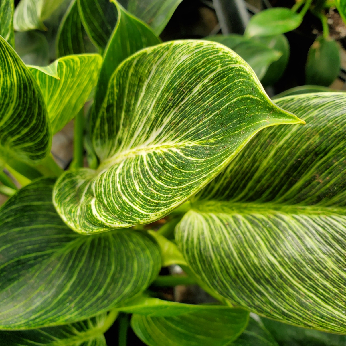 Birkin Philodendron - Image 3