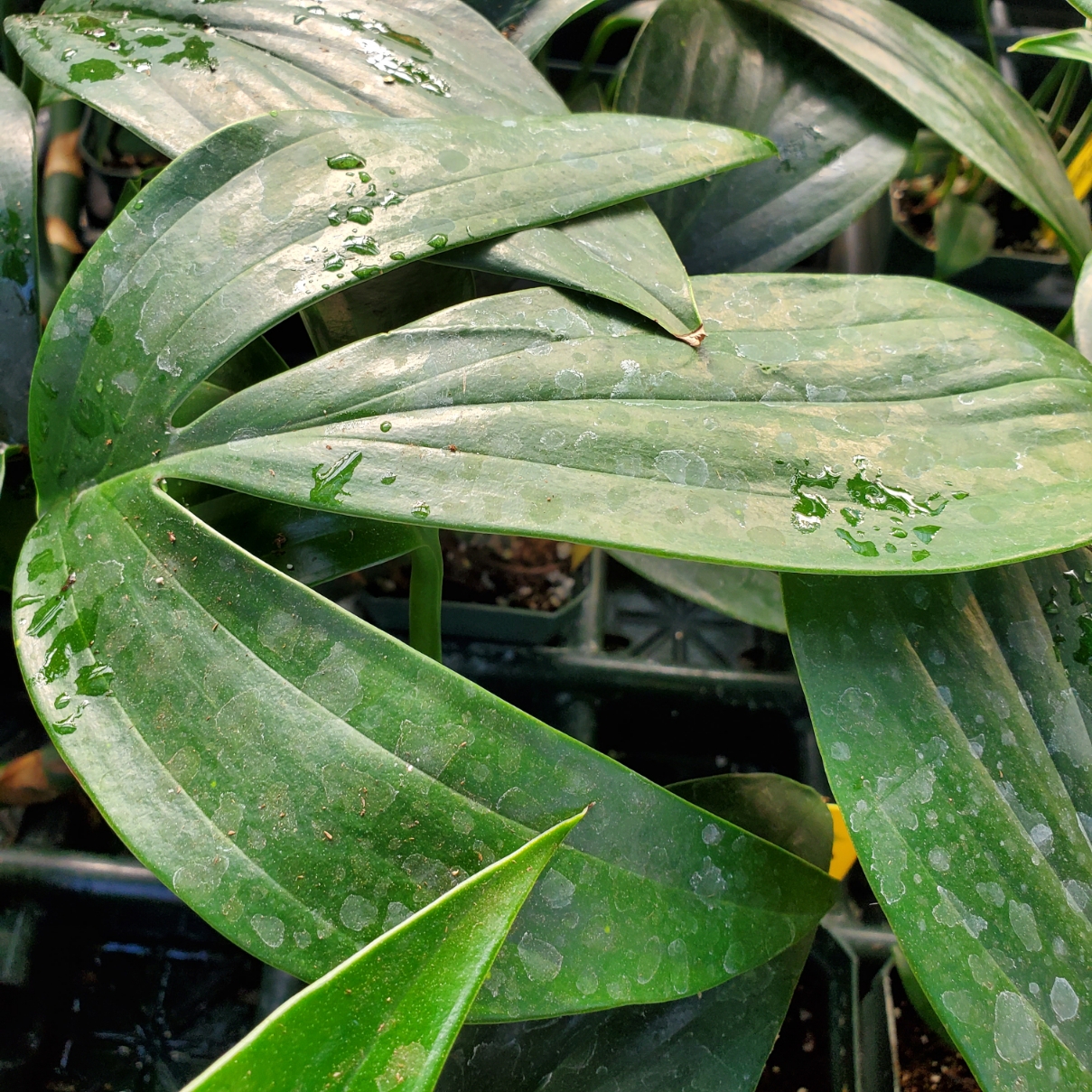 Dragon Tail Plant - Image 3