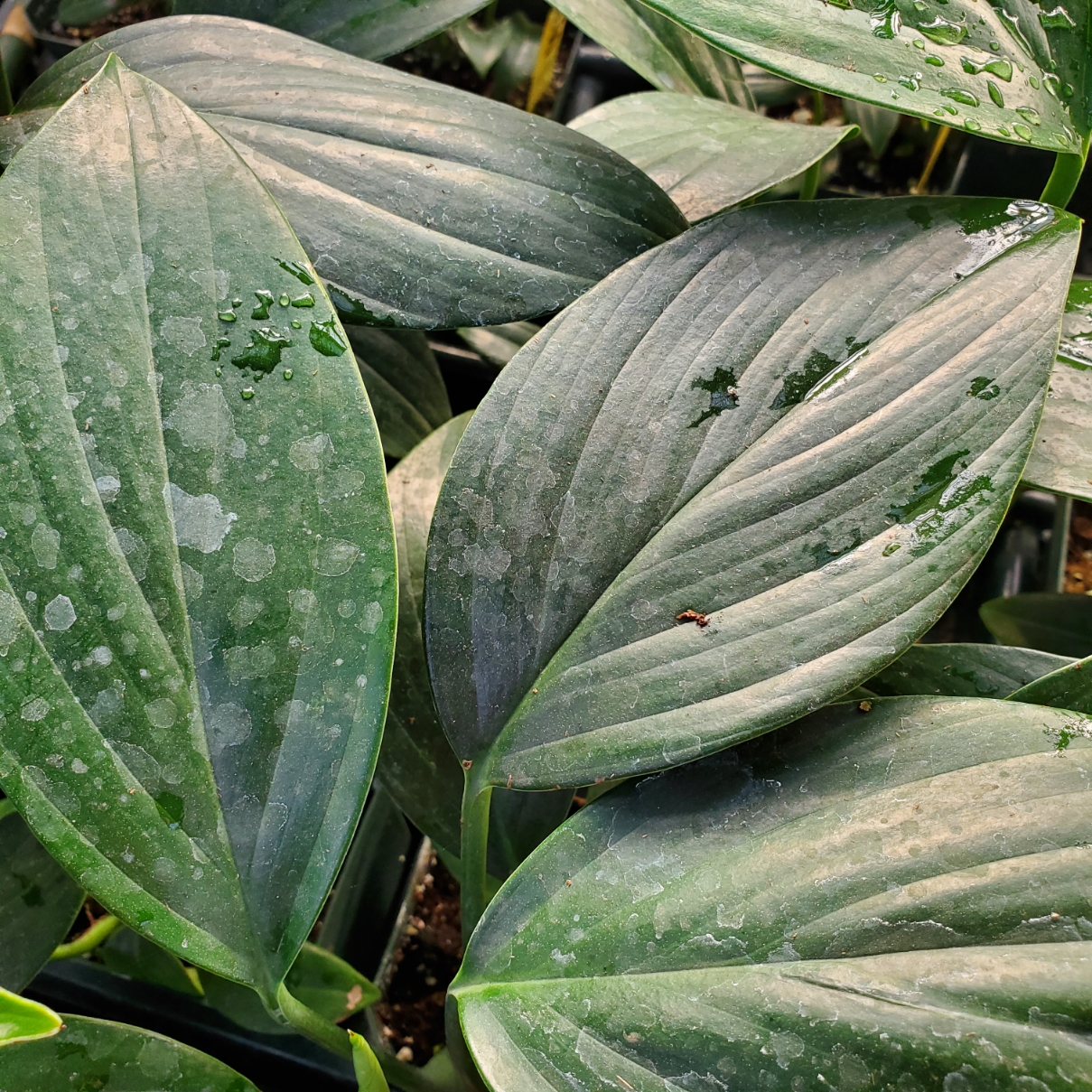 Dragon Tail Plant - Image 2